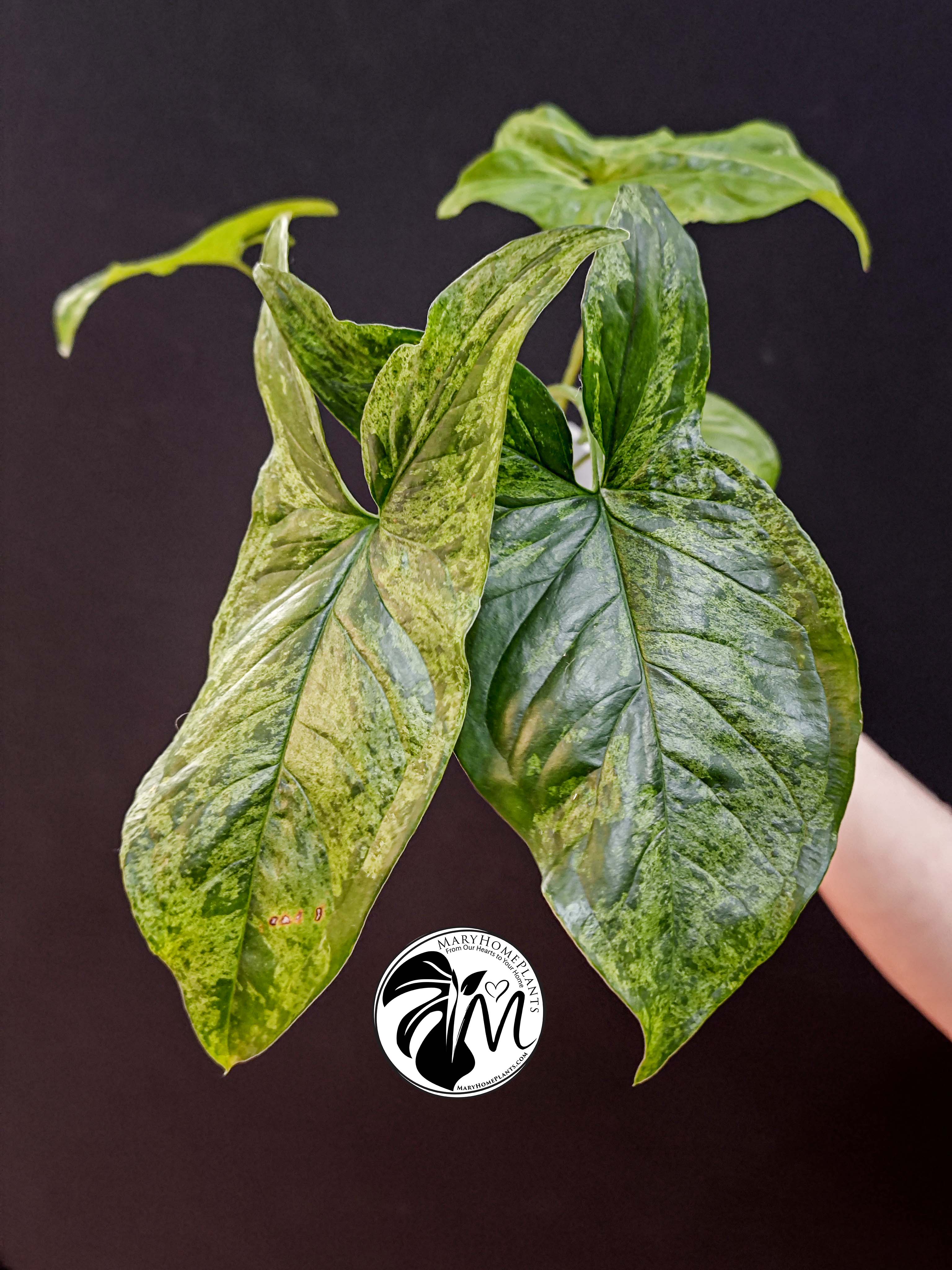 peperomia hope (copy)