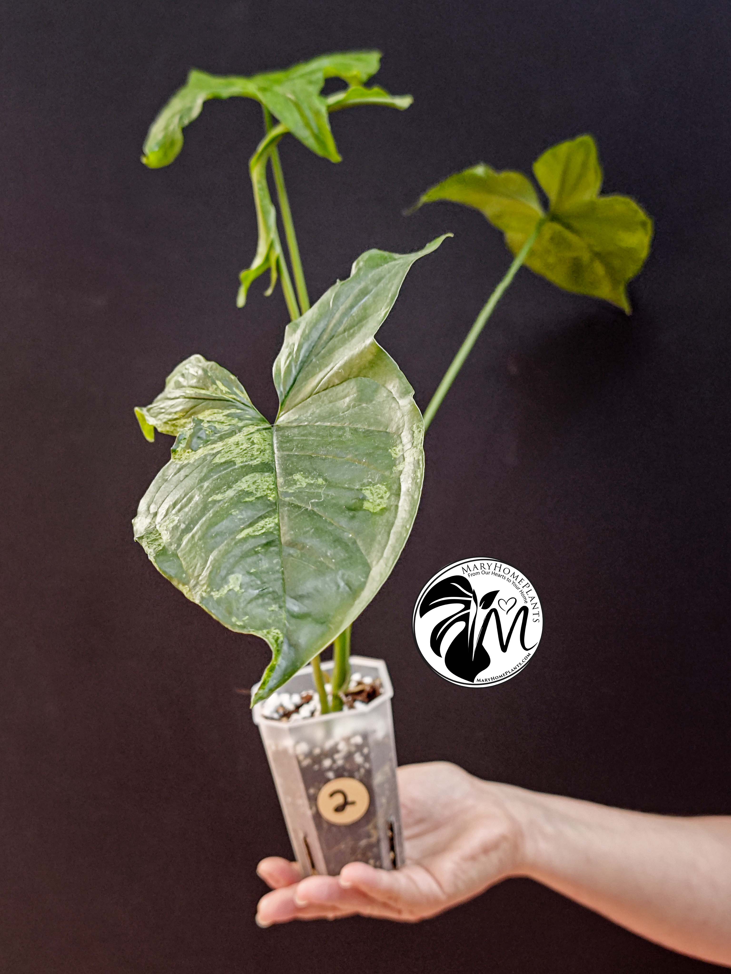 syngonium mottled mojito (copy)