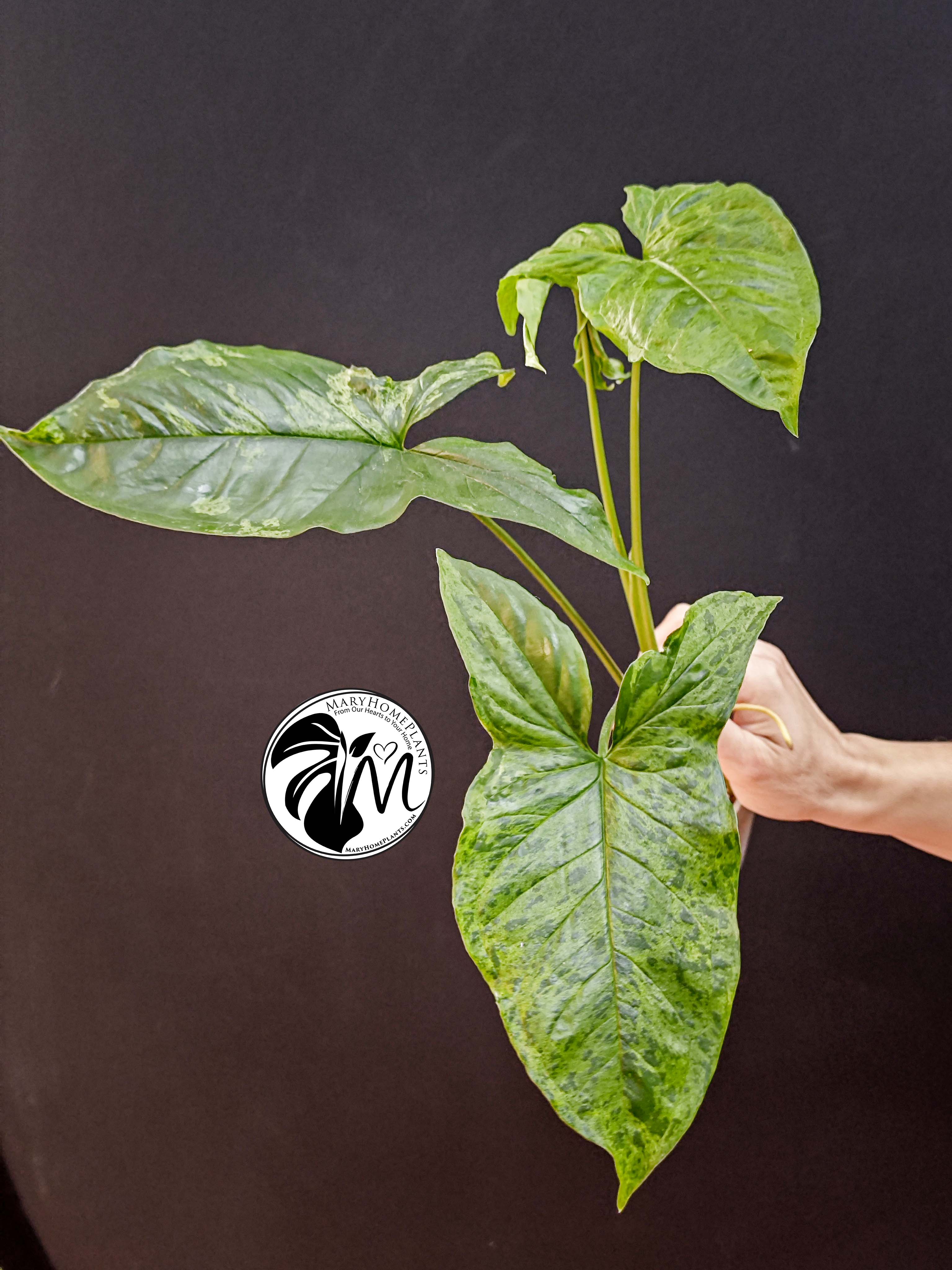syngonium mottled mojito (copy)