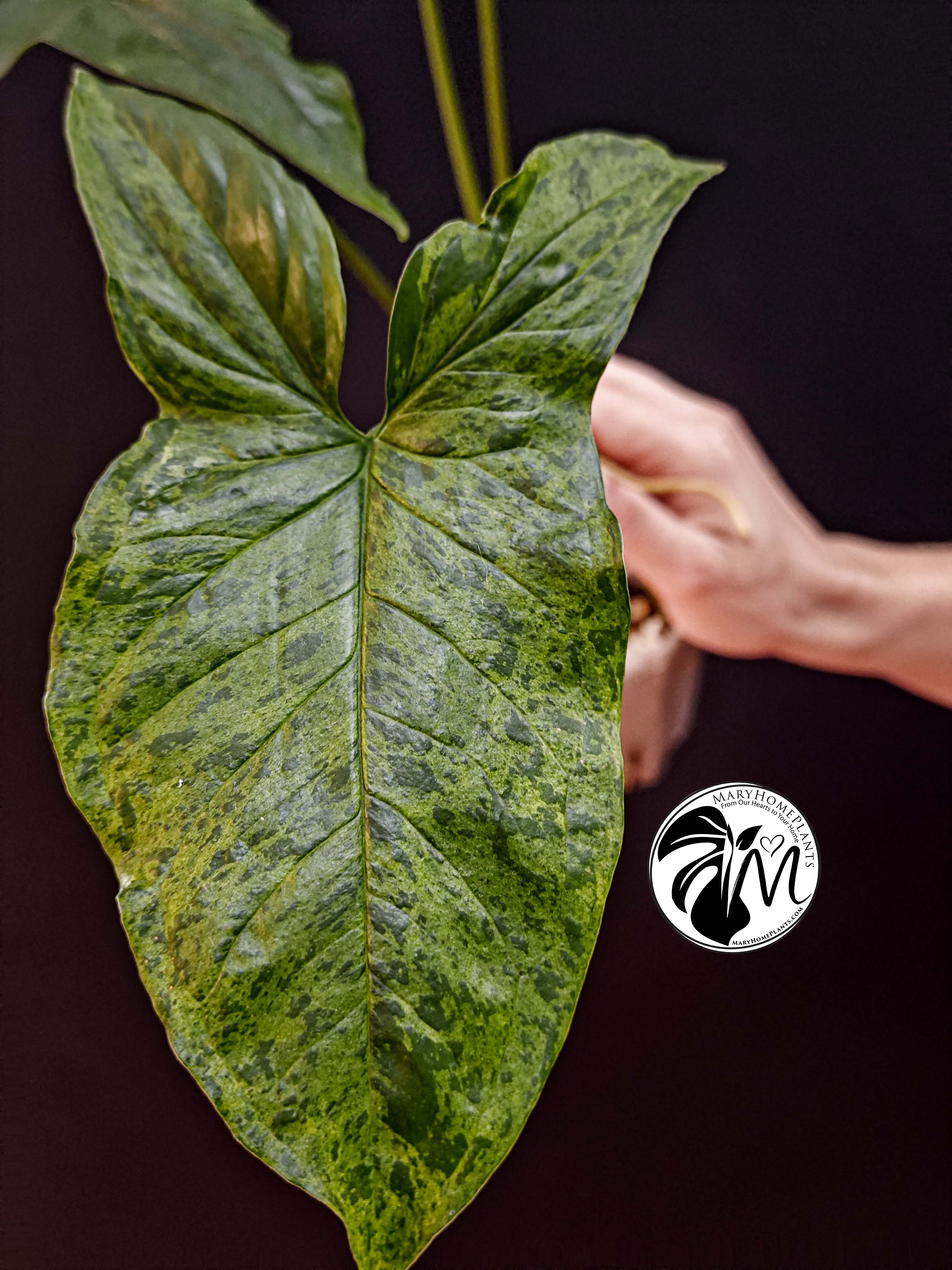 syngonium mottled mojito (copy)