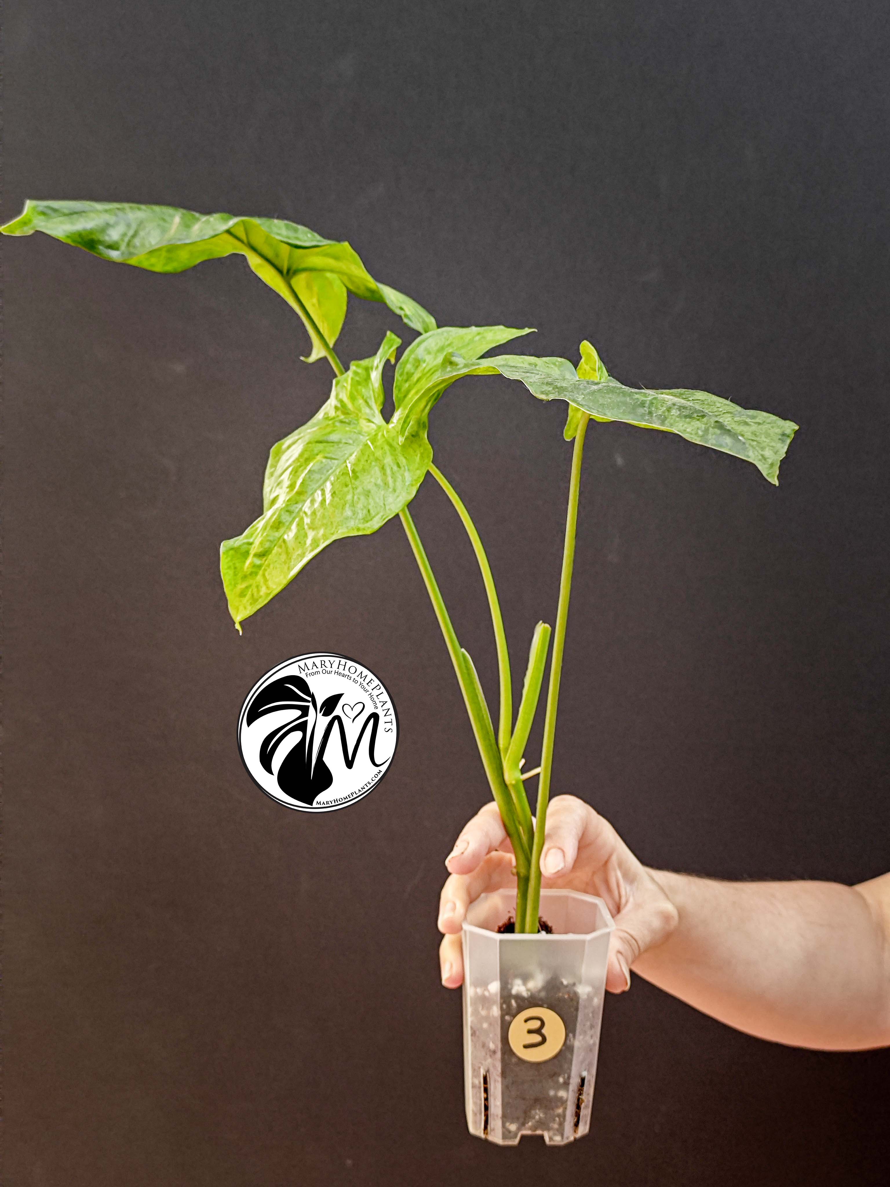 syngonium mottled mojito (copy)