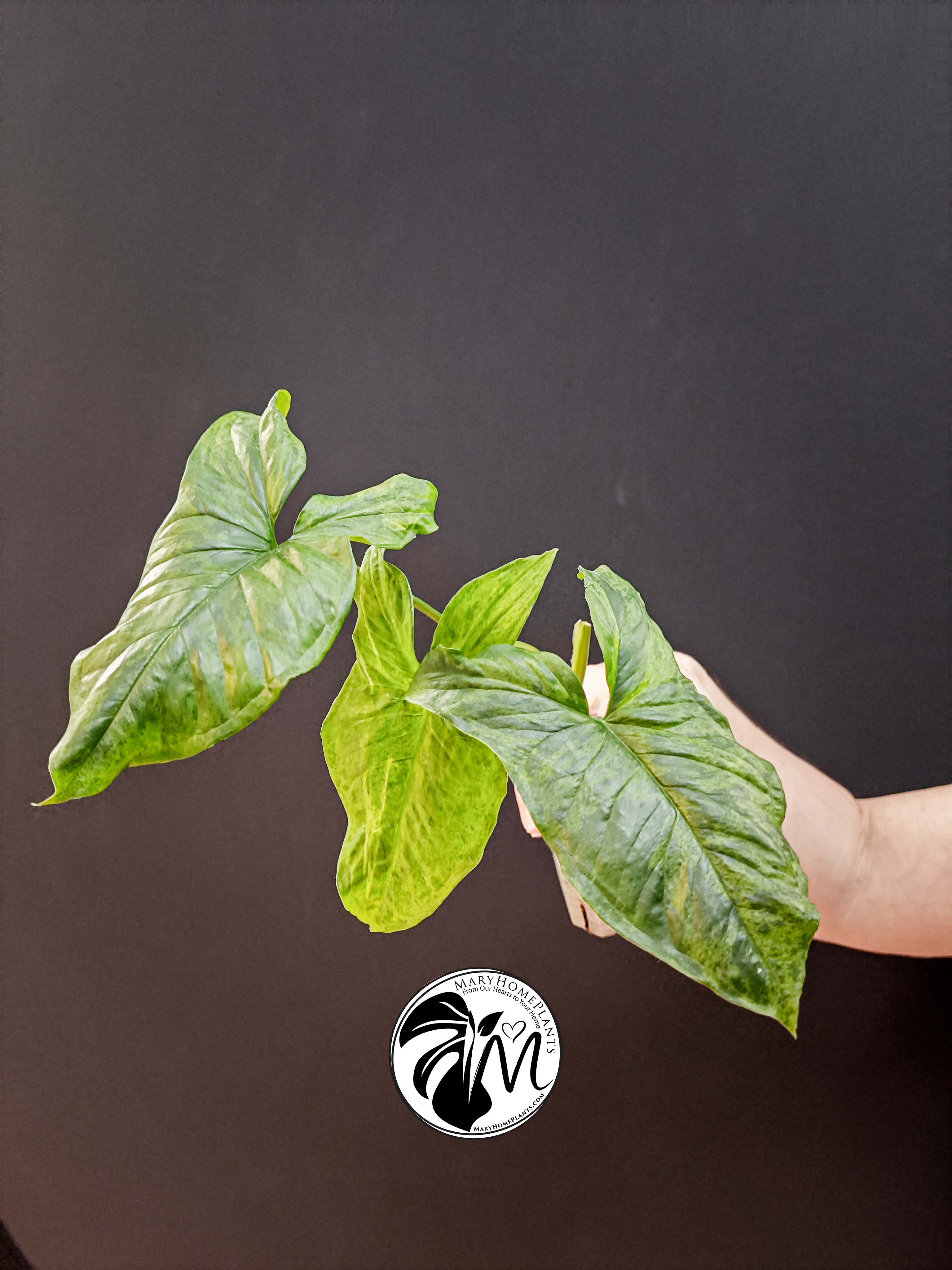 syngonium mottled mojito (copy)