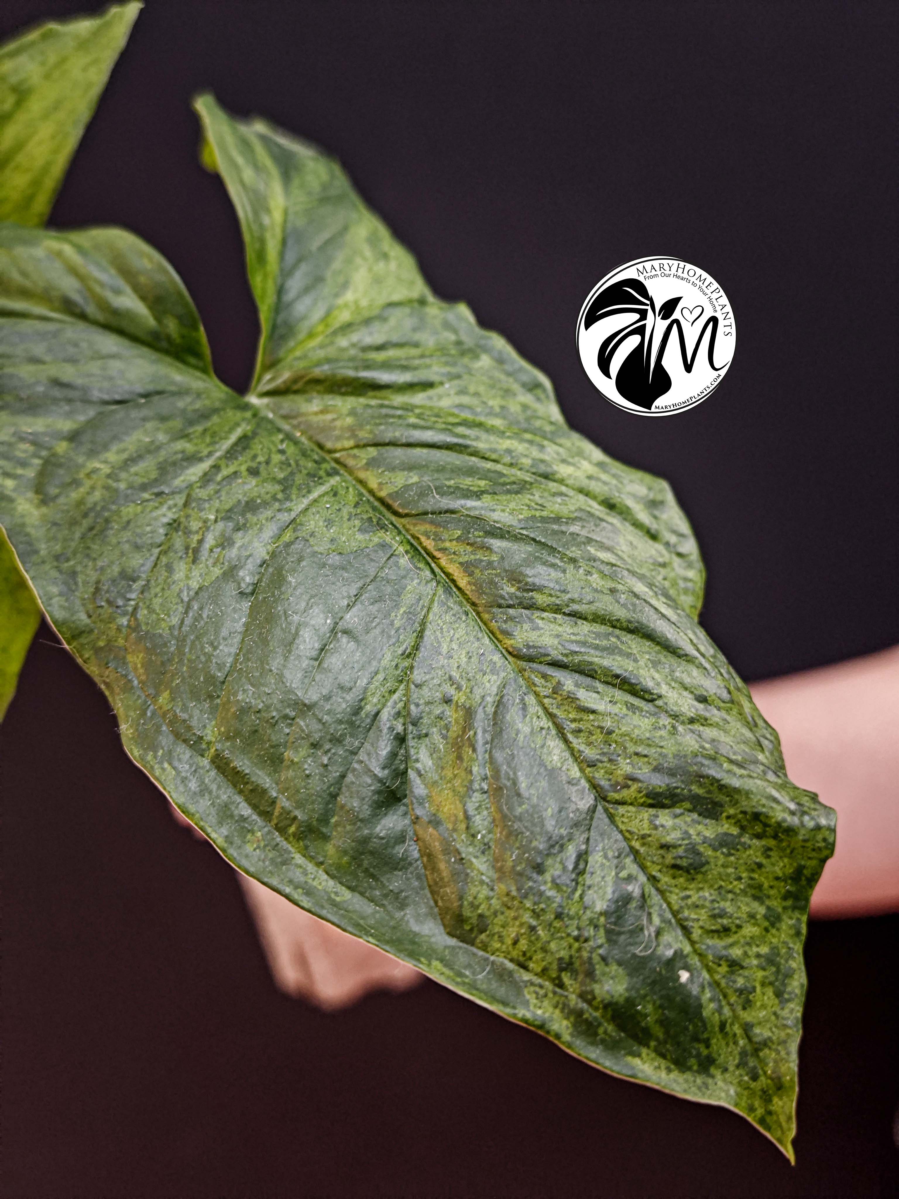 syngonium mottled mojito (copy)