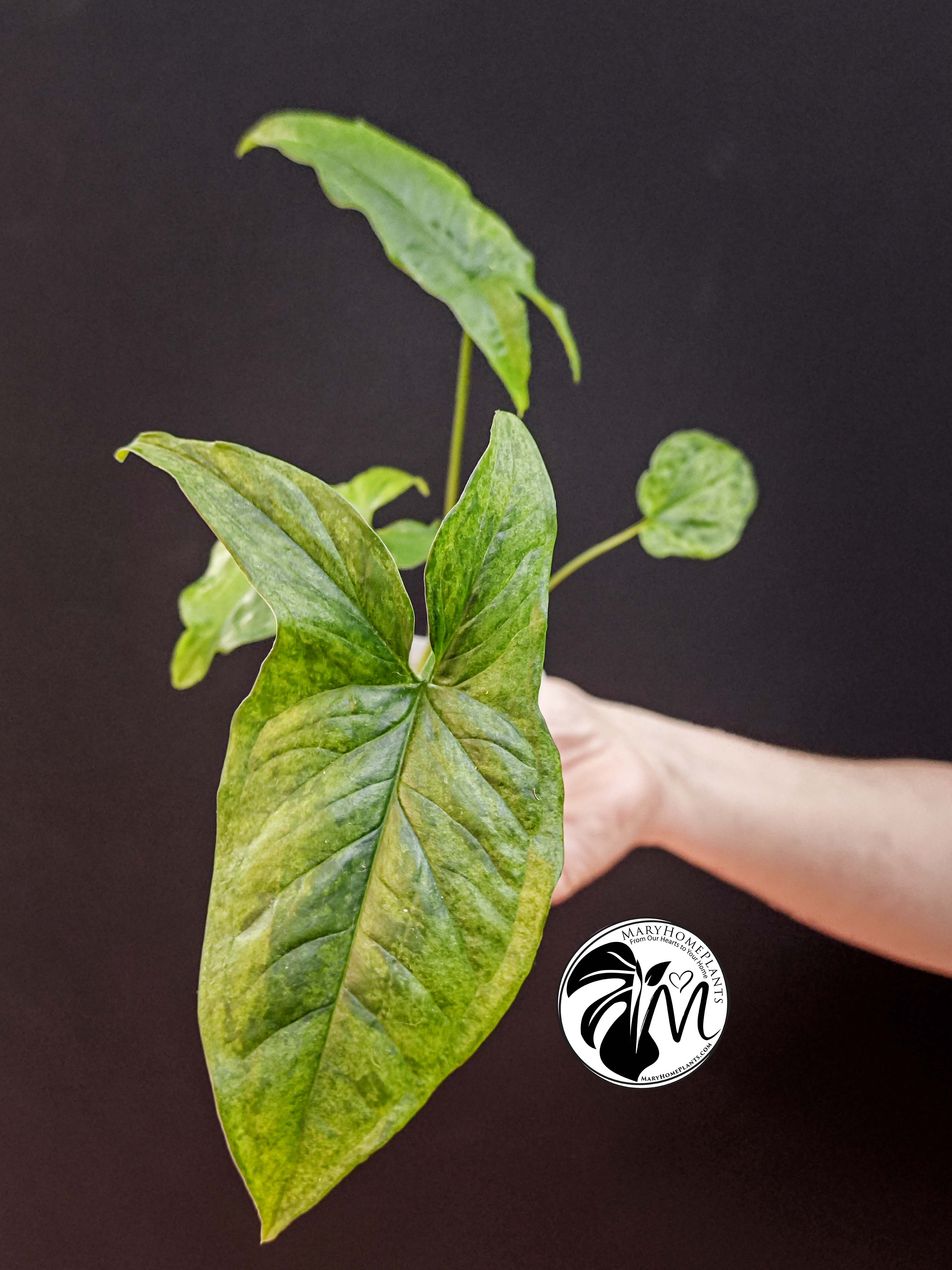 syngonium mottled mojito (copy)