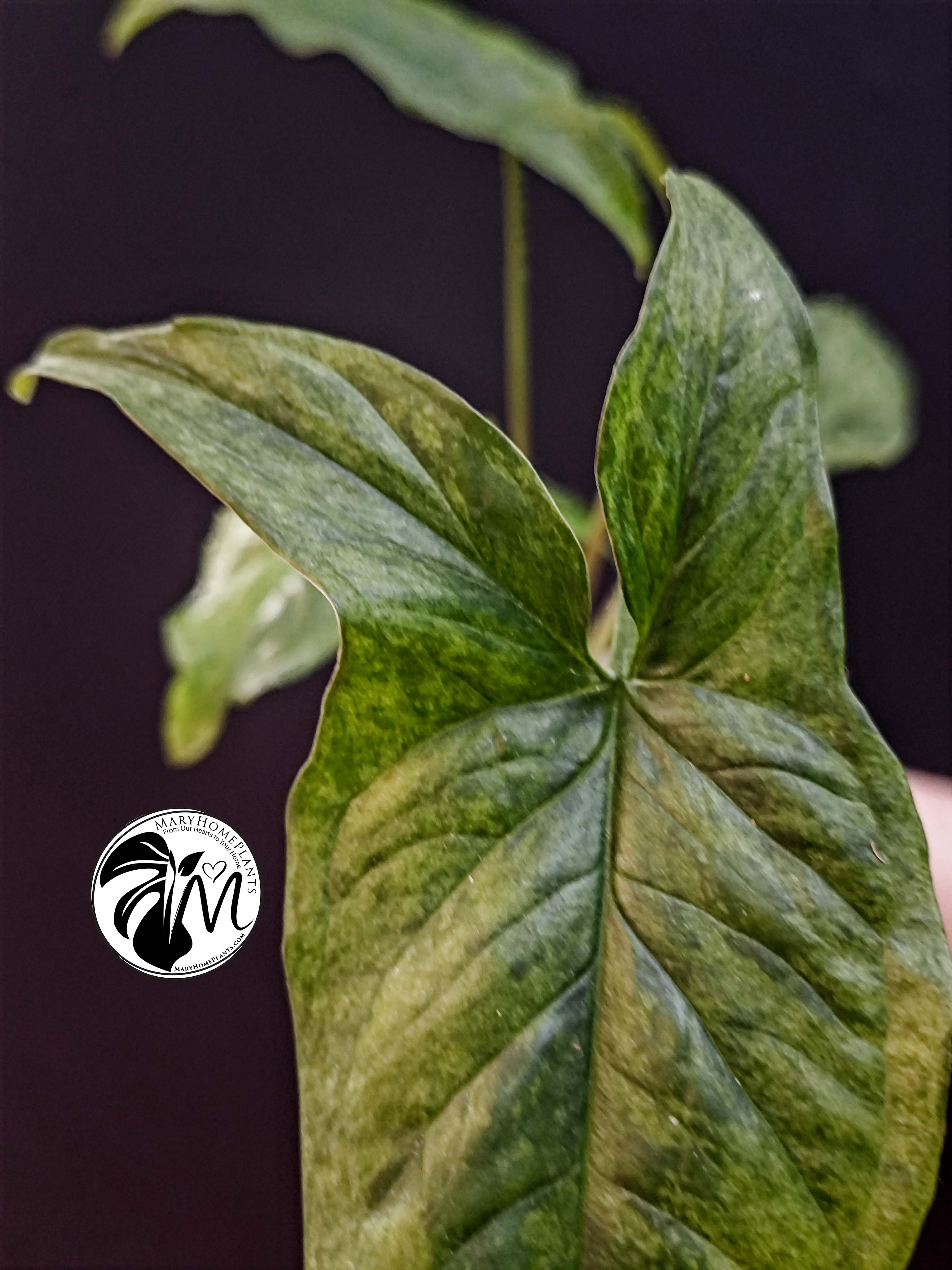 syngonium mottled mojito (copy)