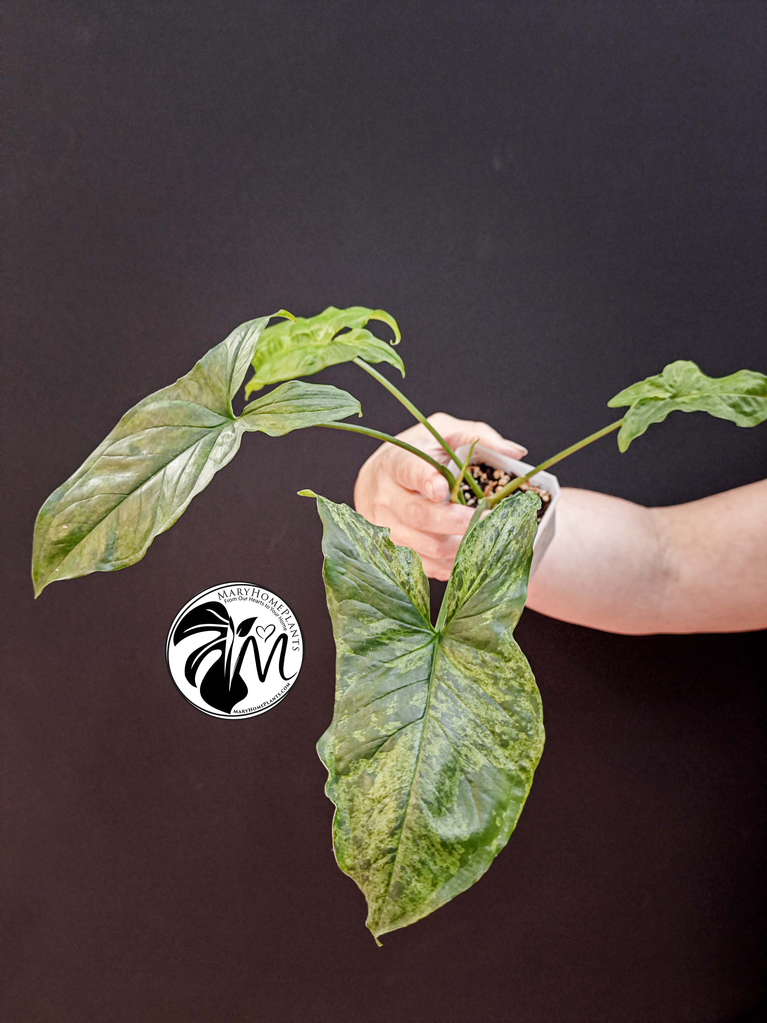 syngonium mottled mojito (copy)