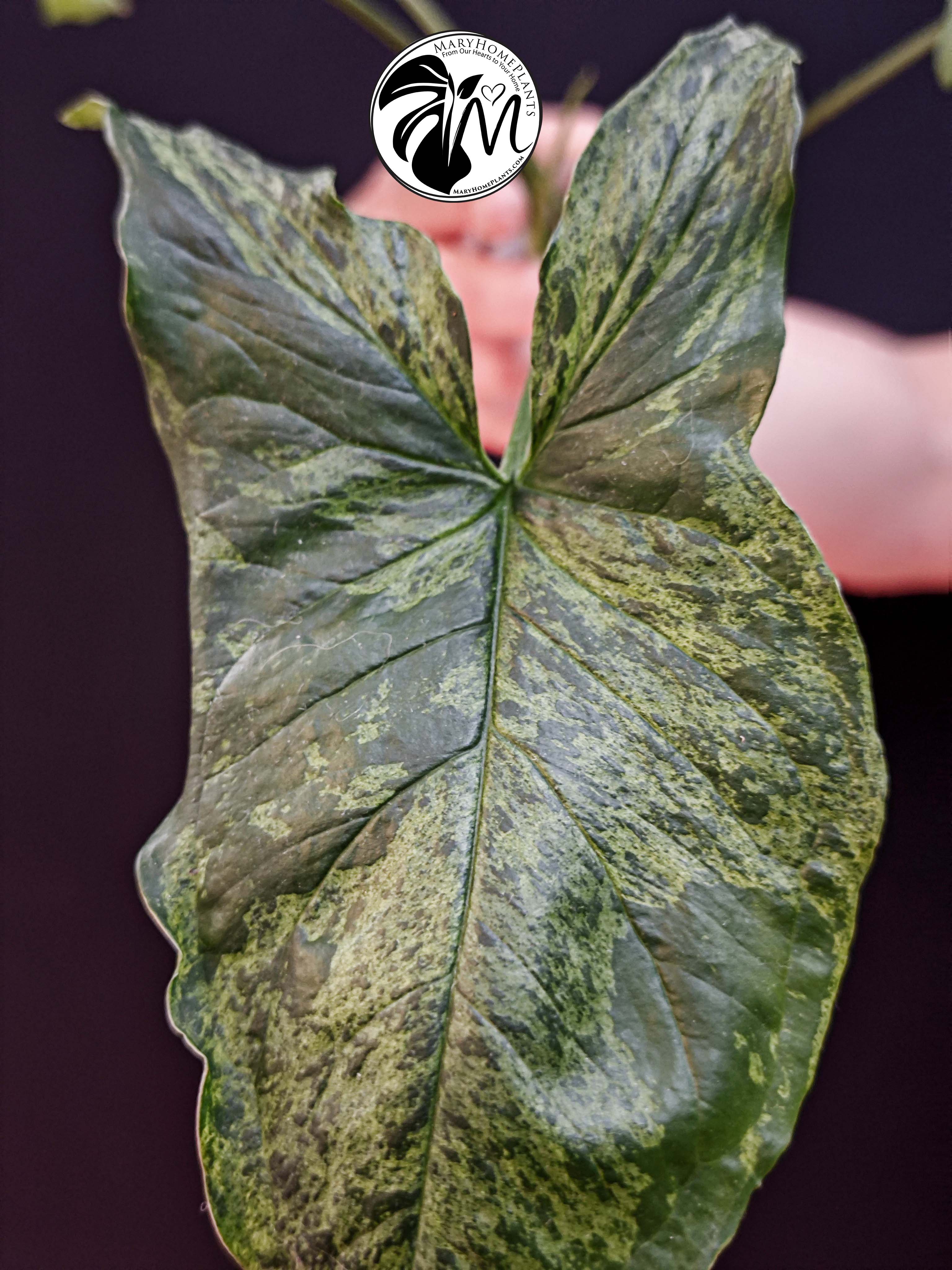 syngonium mottled mojito (copy)