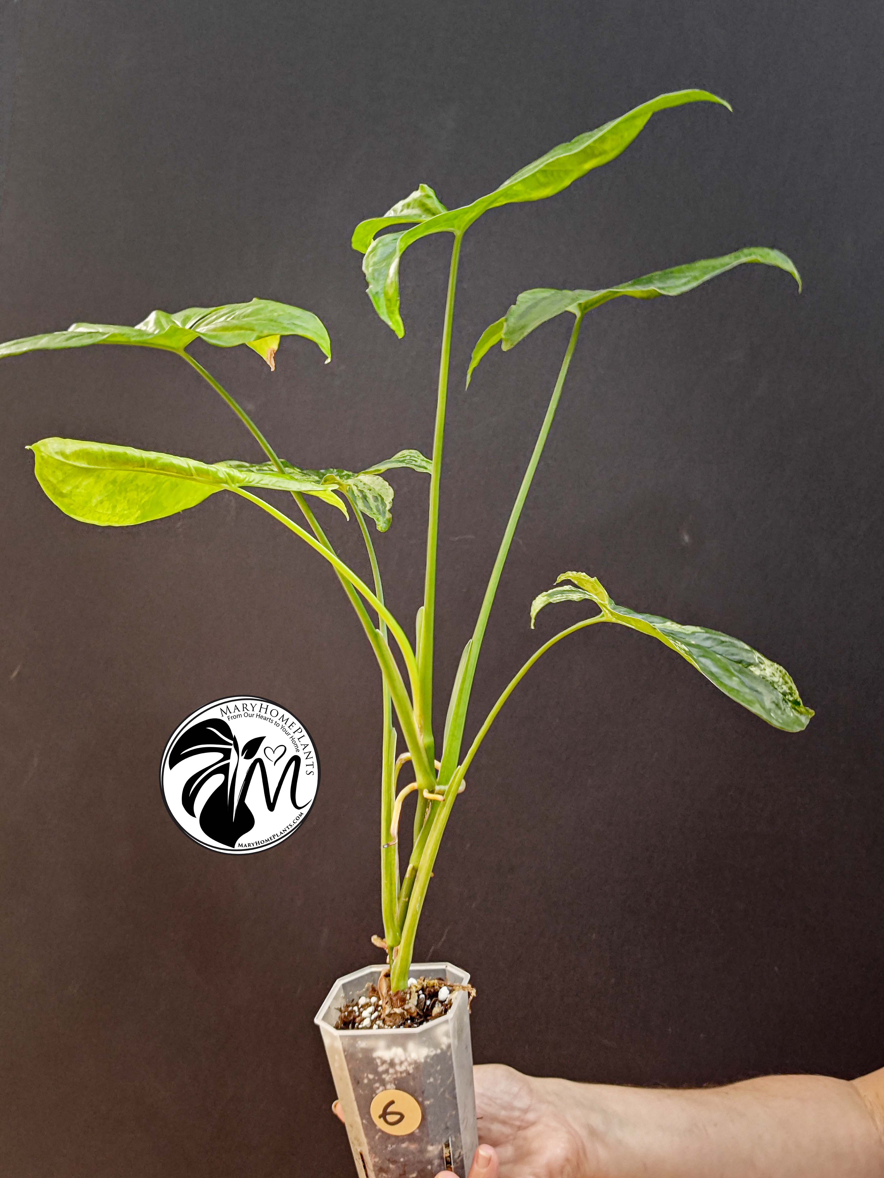 syngonium mottled mojito (copy)