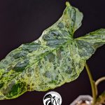 syngonium mottled mojito (copy)