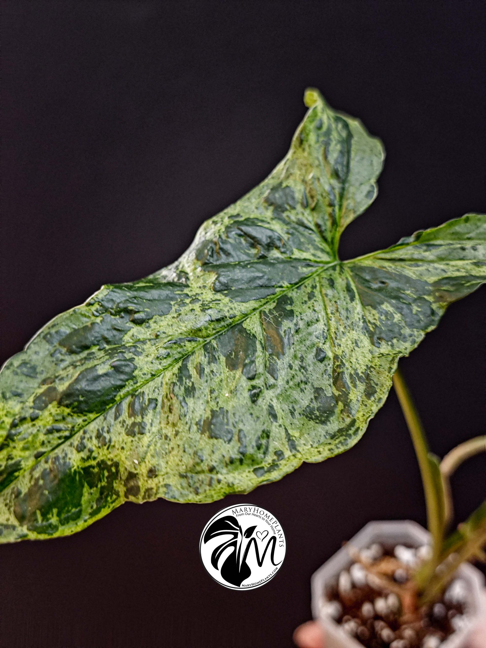 syngonium mottled mojito (copy)