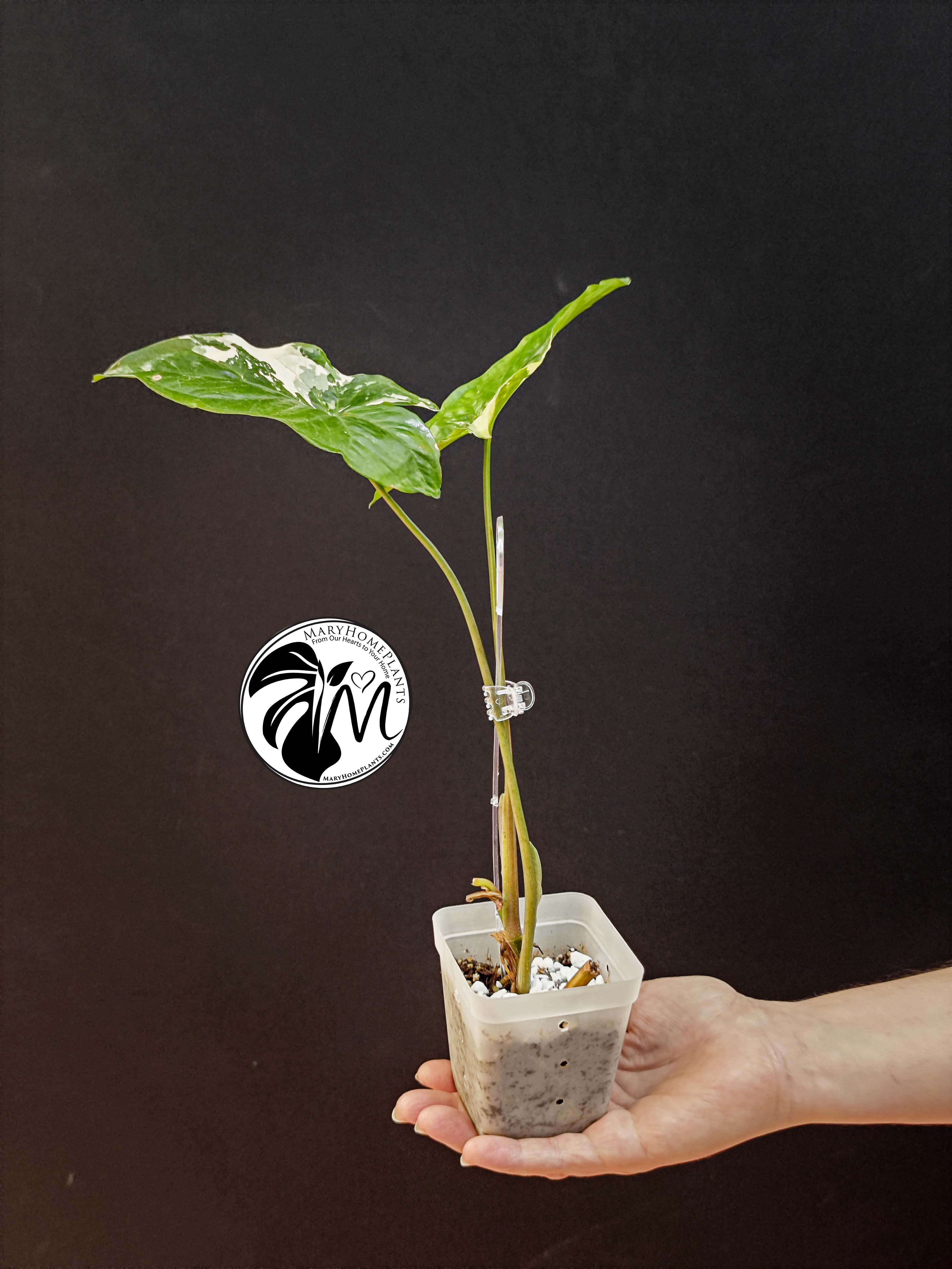 syngonium mottled mojito (copy)