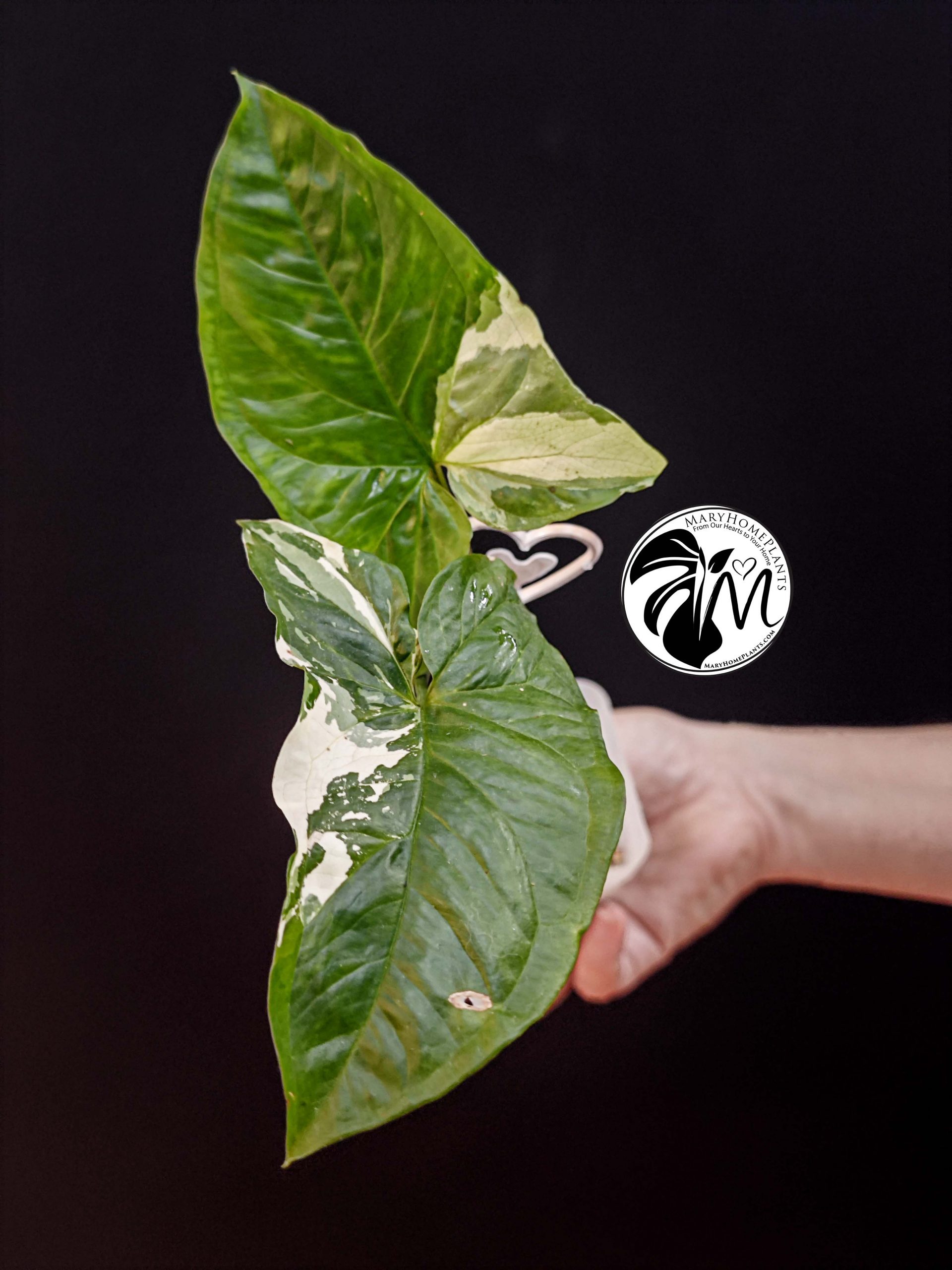 syngonium mottled mojito (copy)