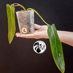 syngonium albo variegated (copy)