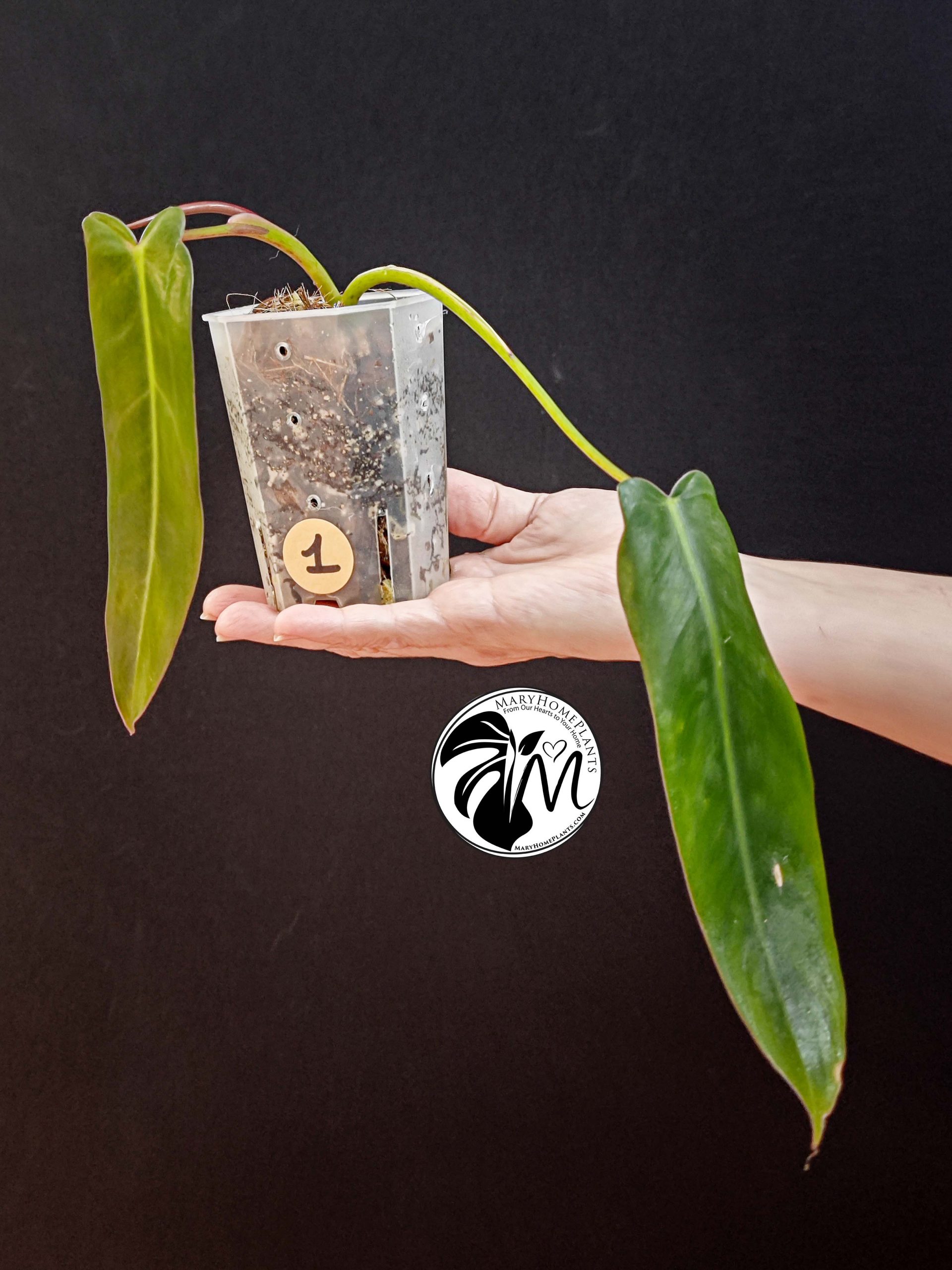 syngonium albo variegated (copy)
