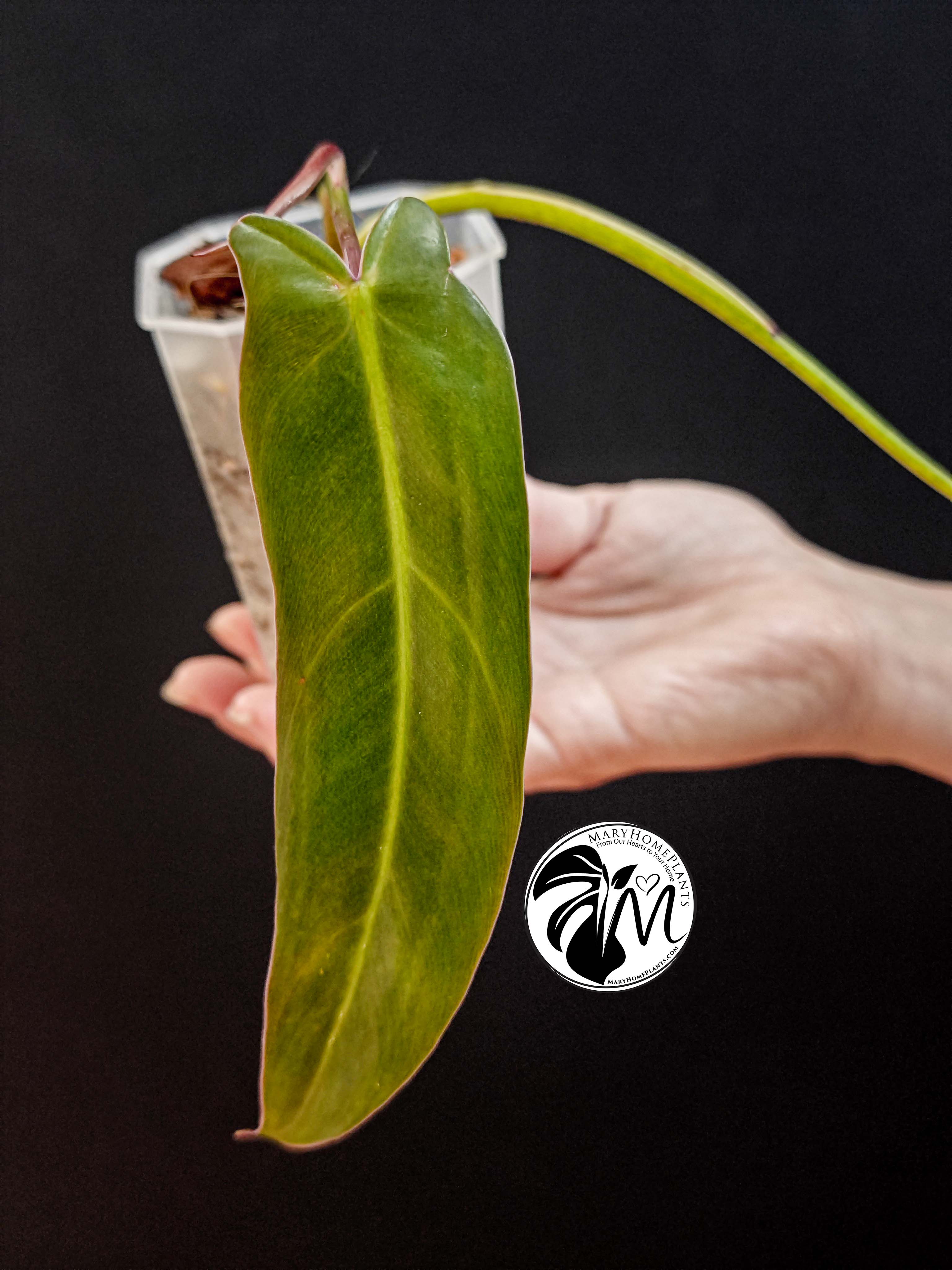 syngonium albo variegated (copy)