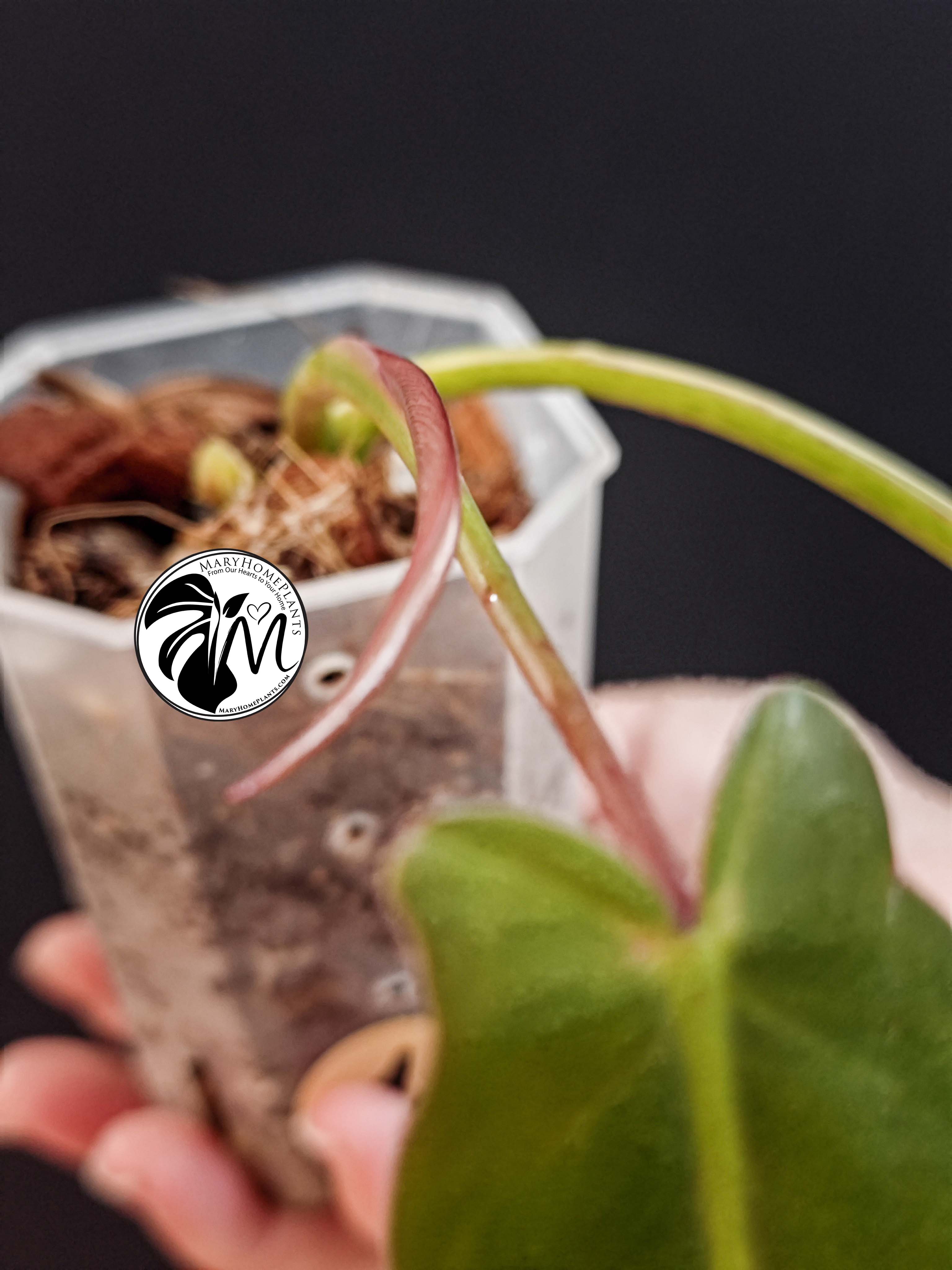 syngonium albo variegated (copy)