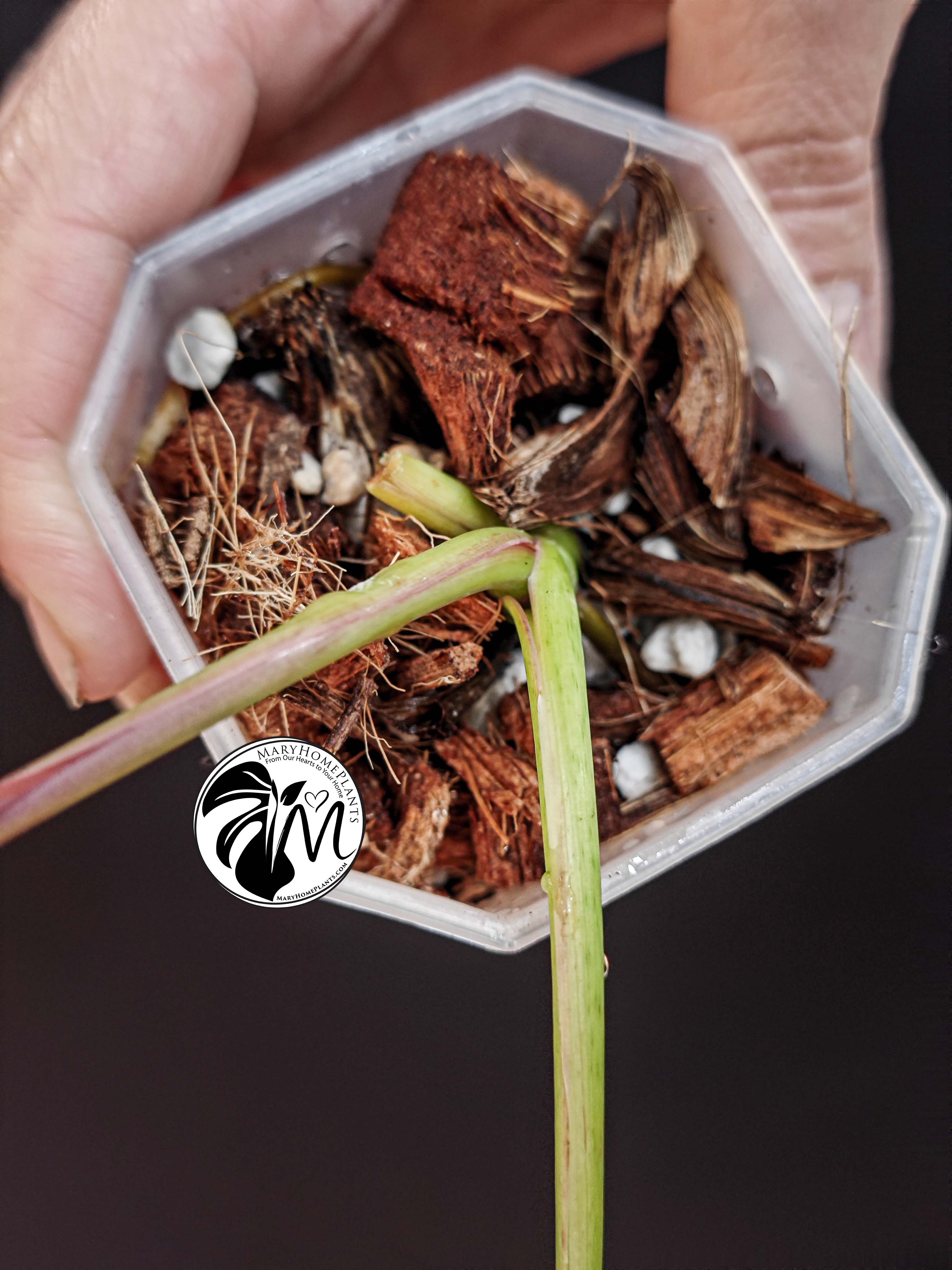 syngonium albo variegated (copy)