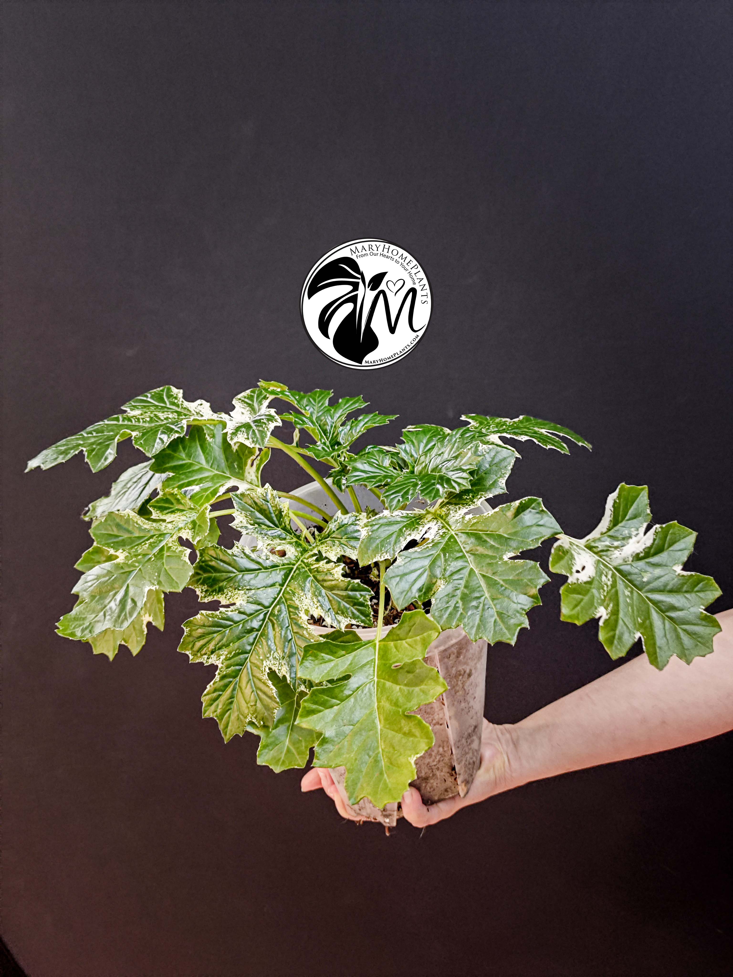 acanthus variegated whitewater