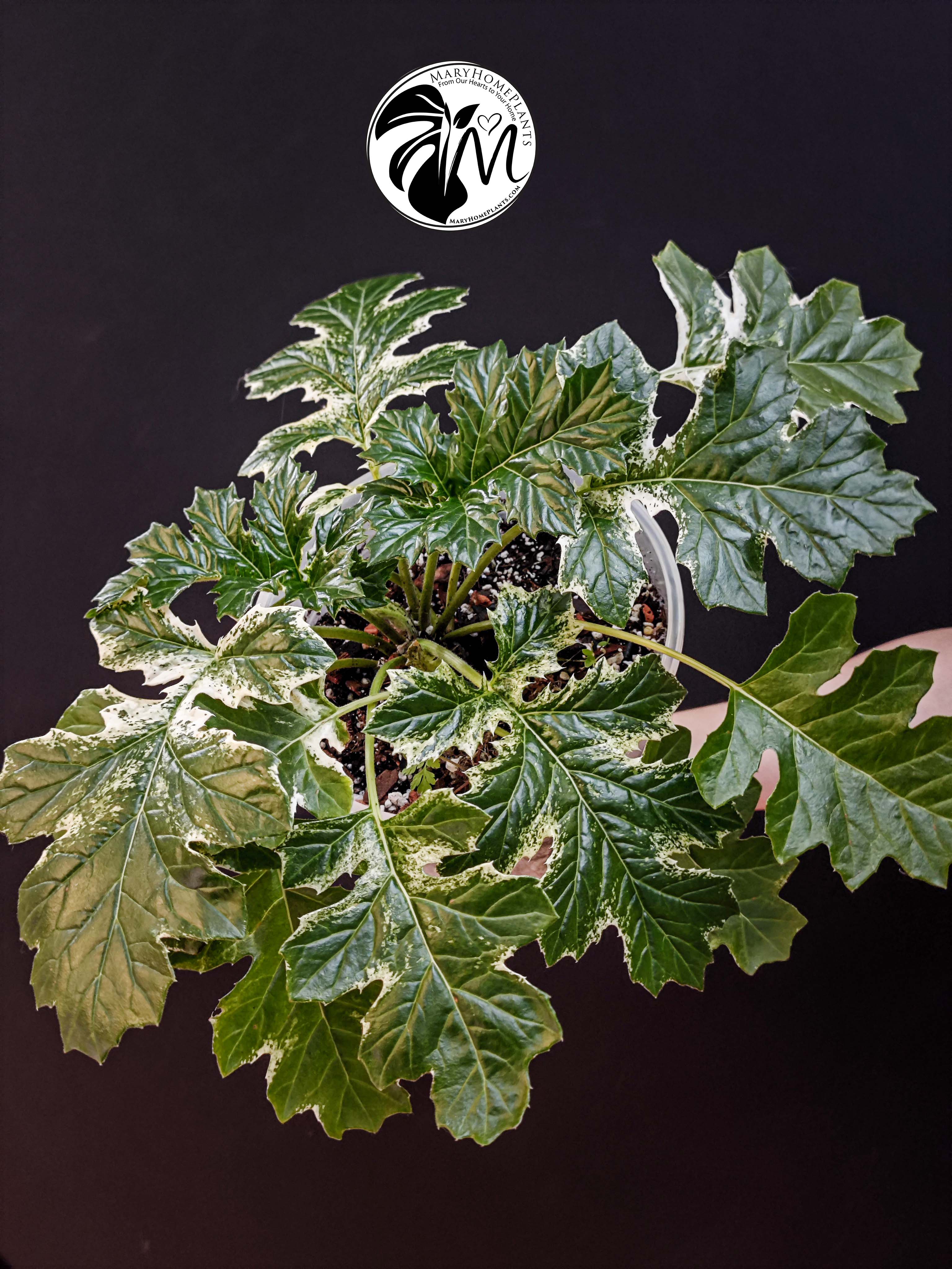 acanthus variegated whitewater