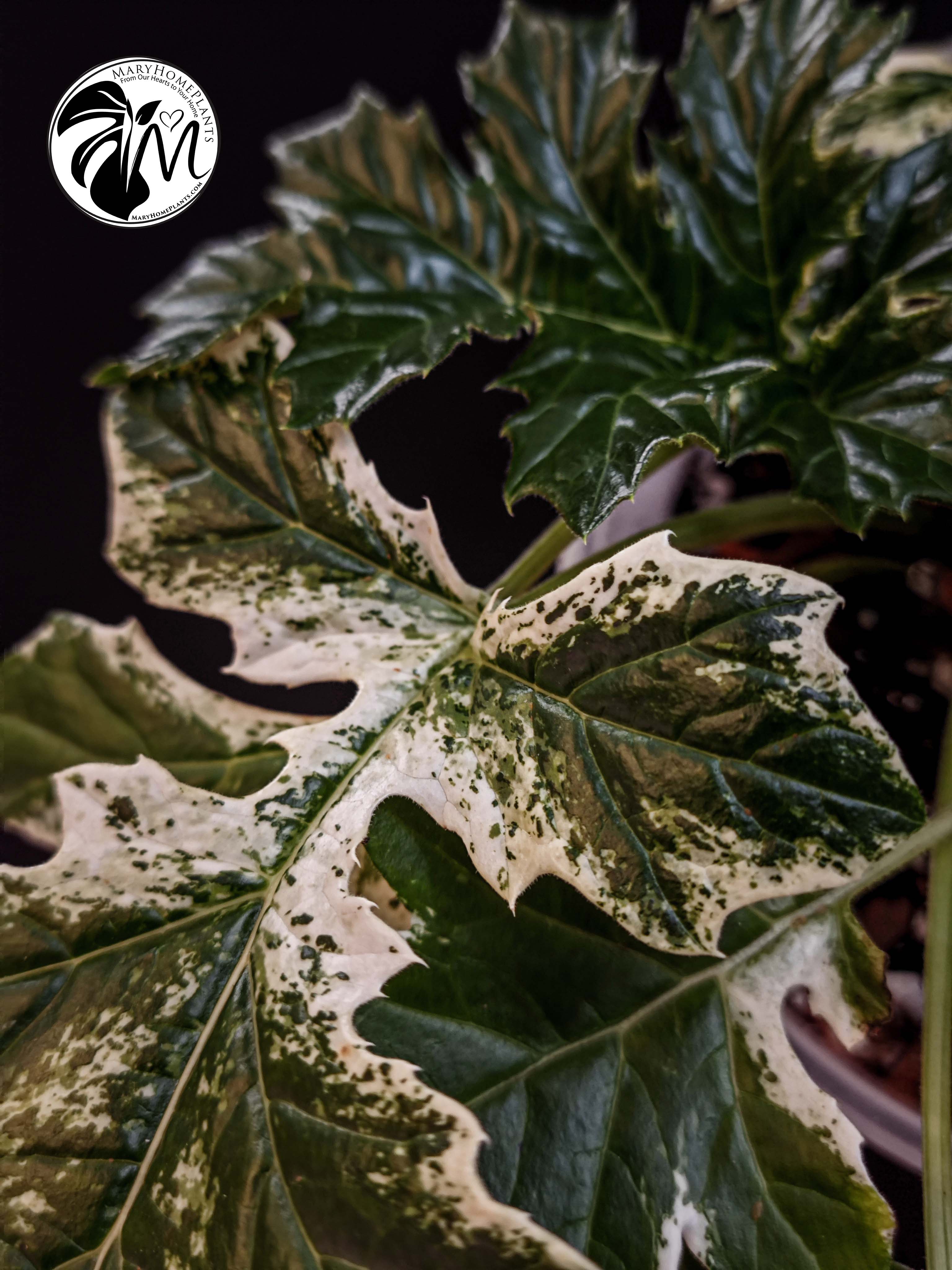 acanthus variegated whitewater