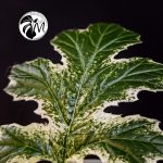 acanthus variegated whitewater