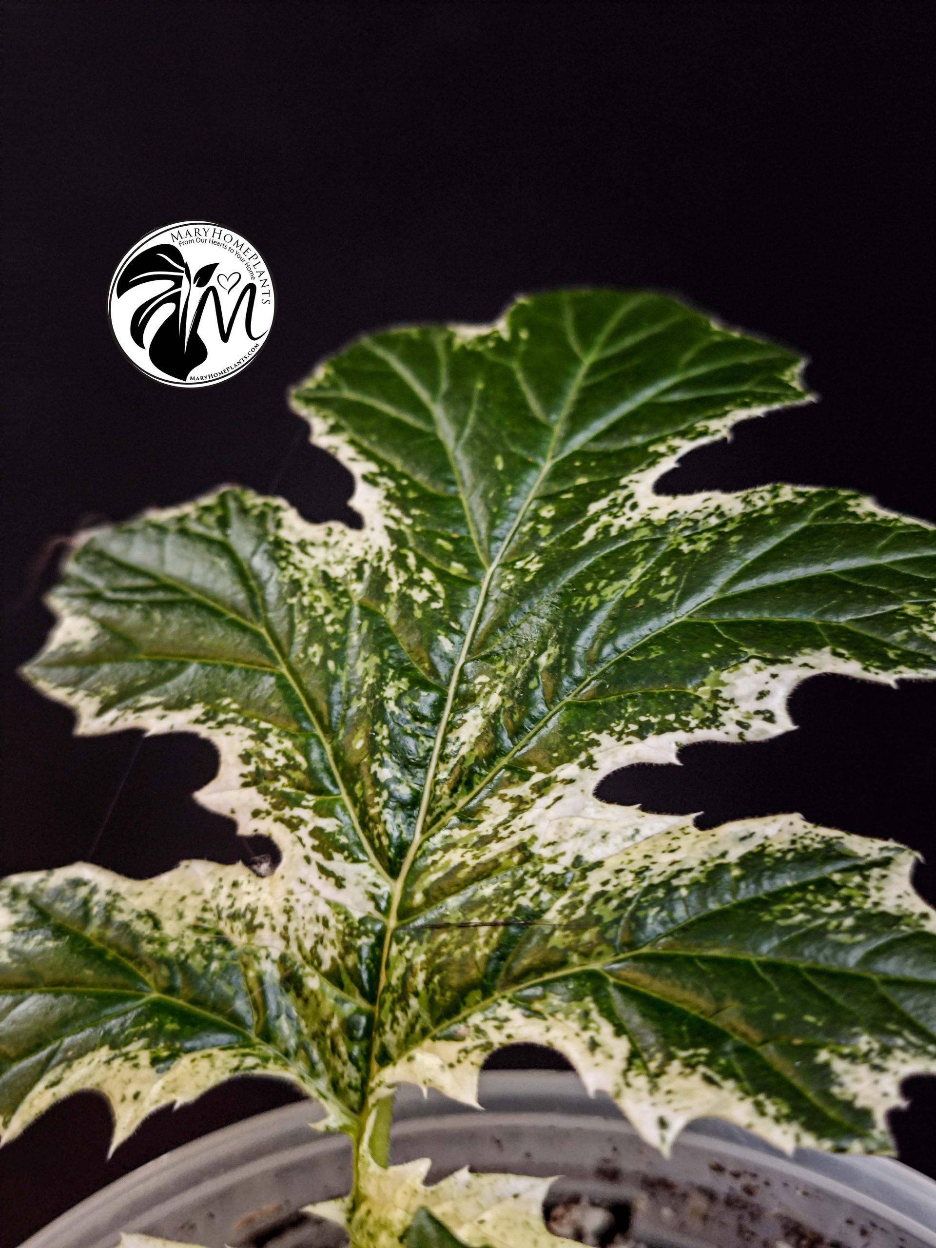 acanthus variegated whitewater