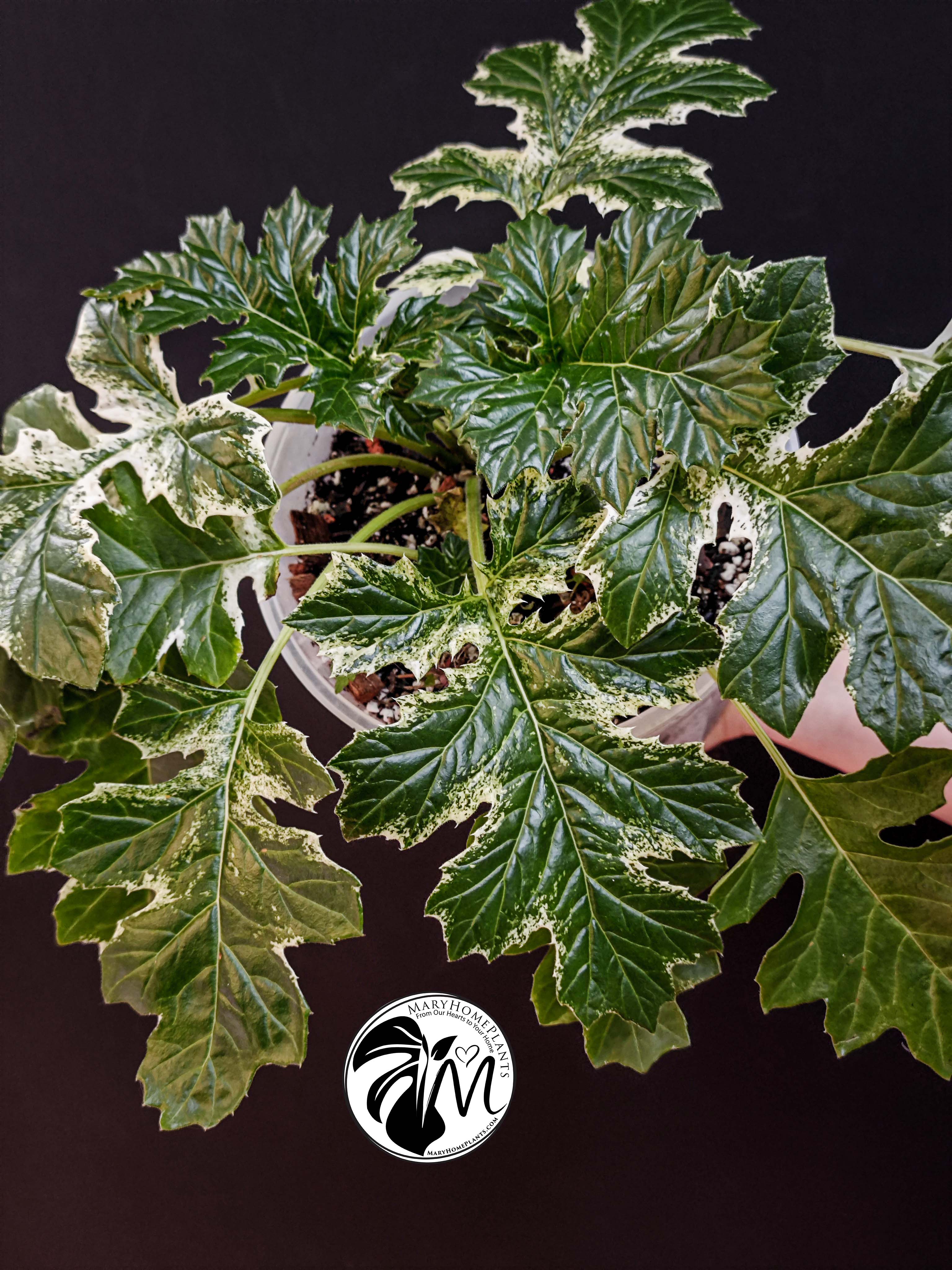 acanthus variegated whitewater
