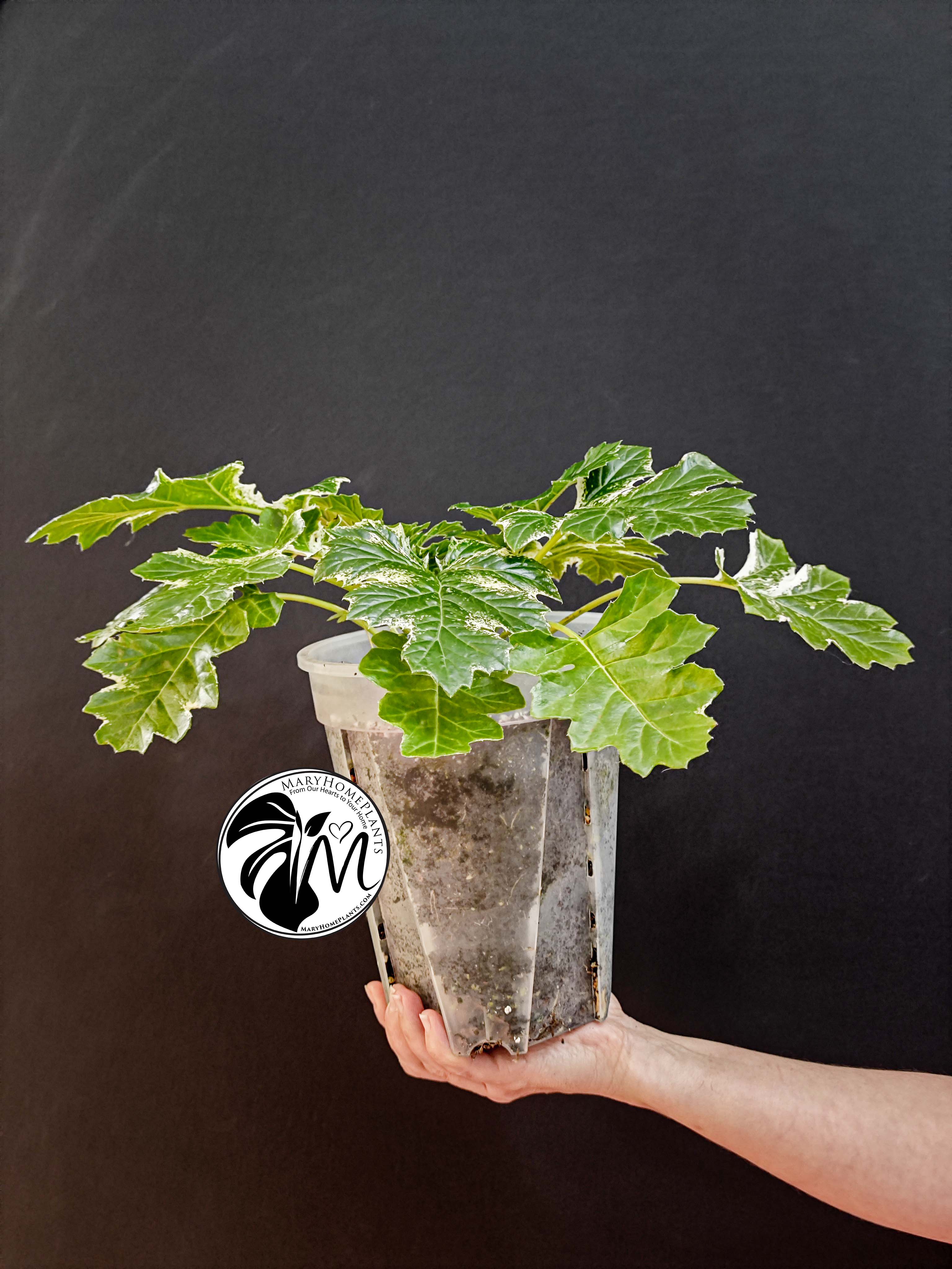 acanthus variegated whitewater
