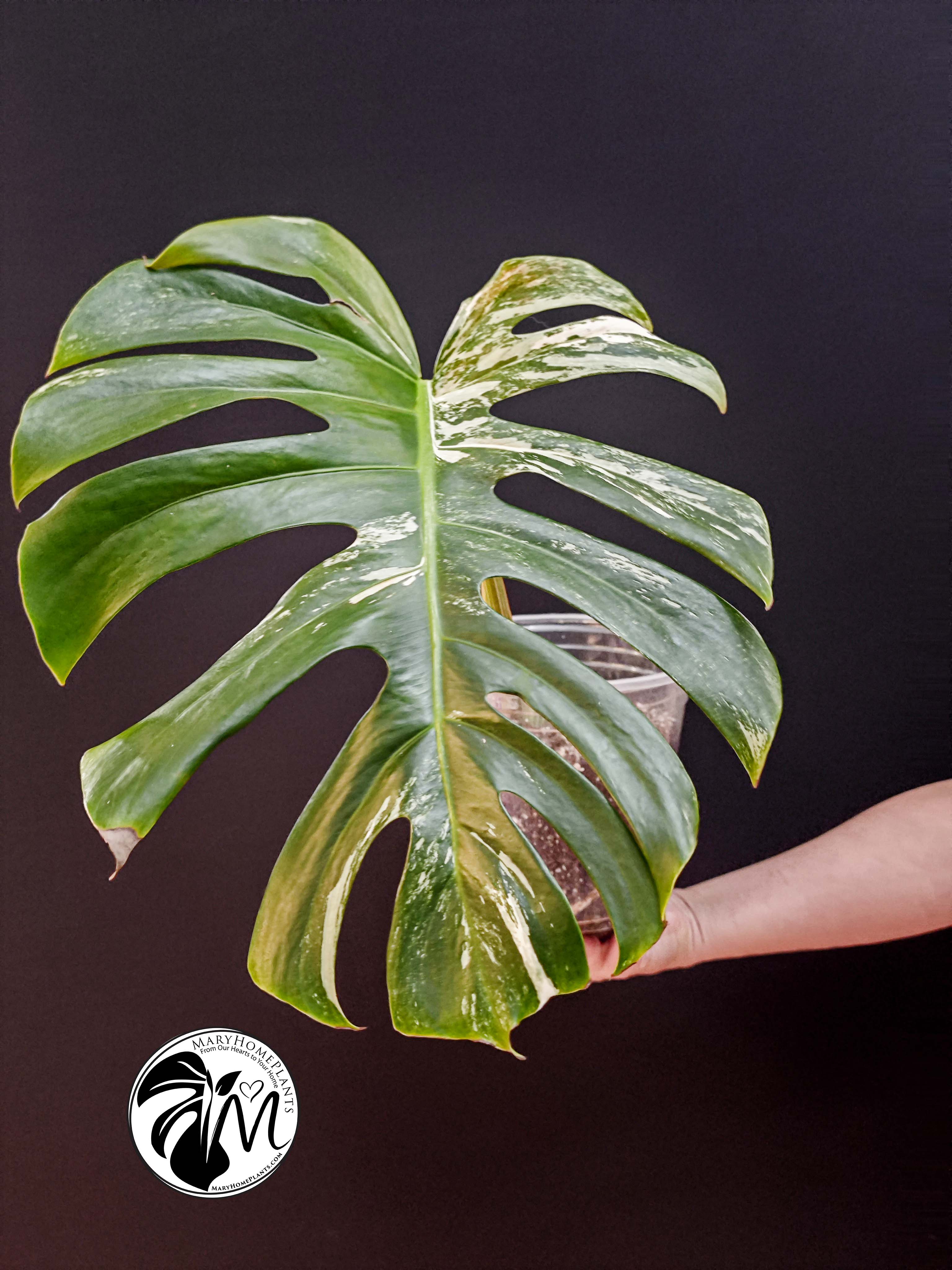 monstera variegated albo cheese (copy)