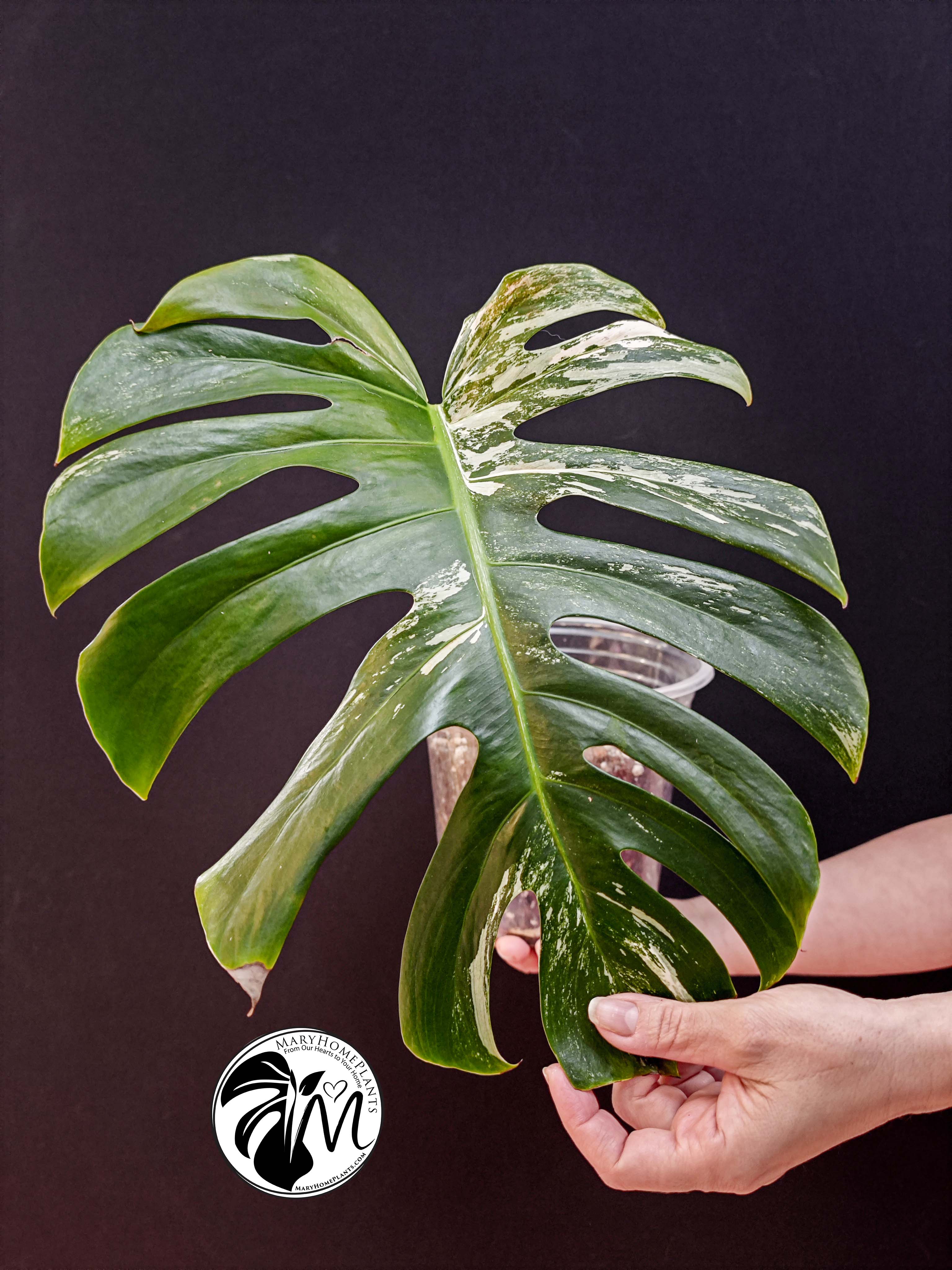 monstera variegated albo cheese (copy)