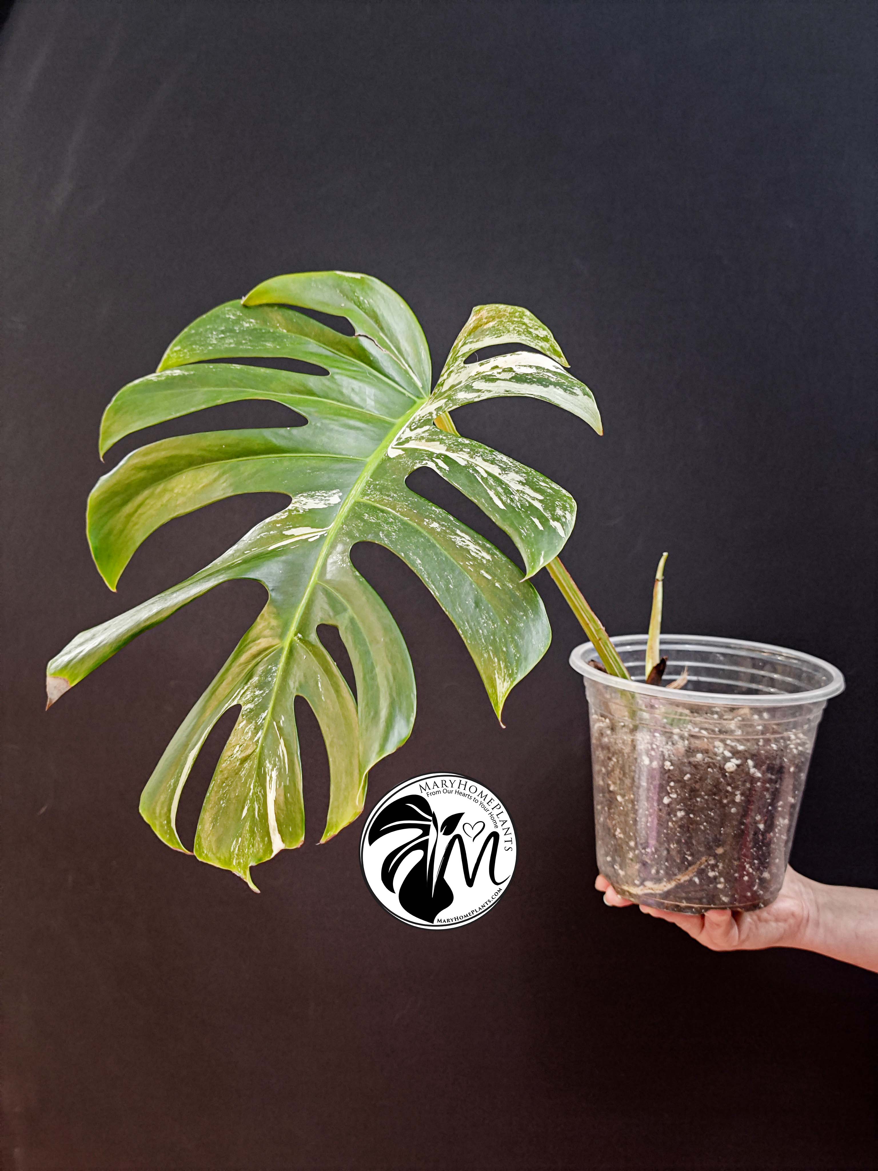 monstera variegated albo cheese (copy)