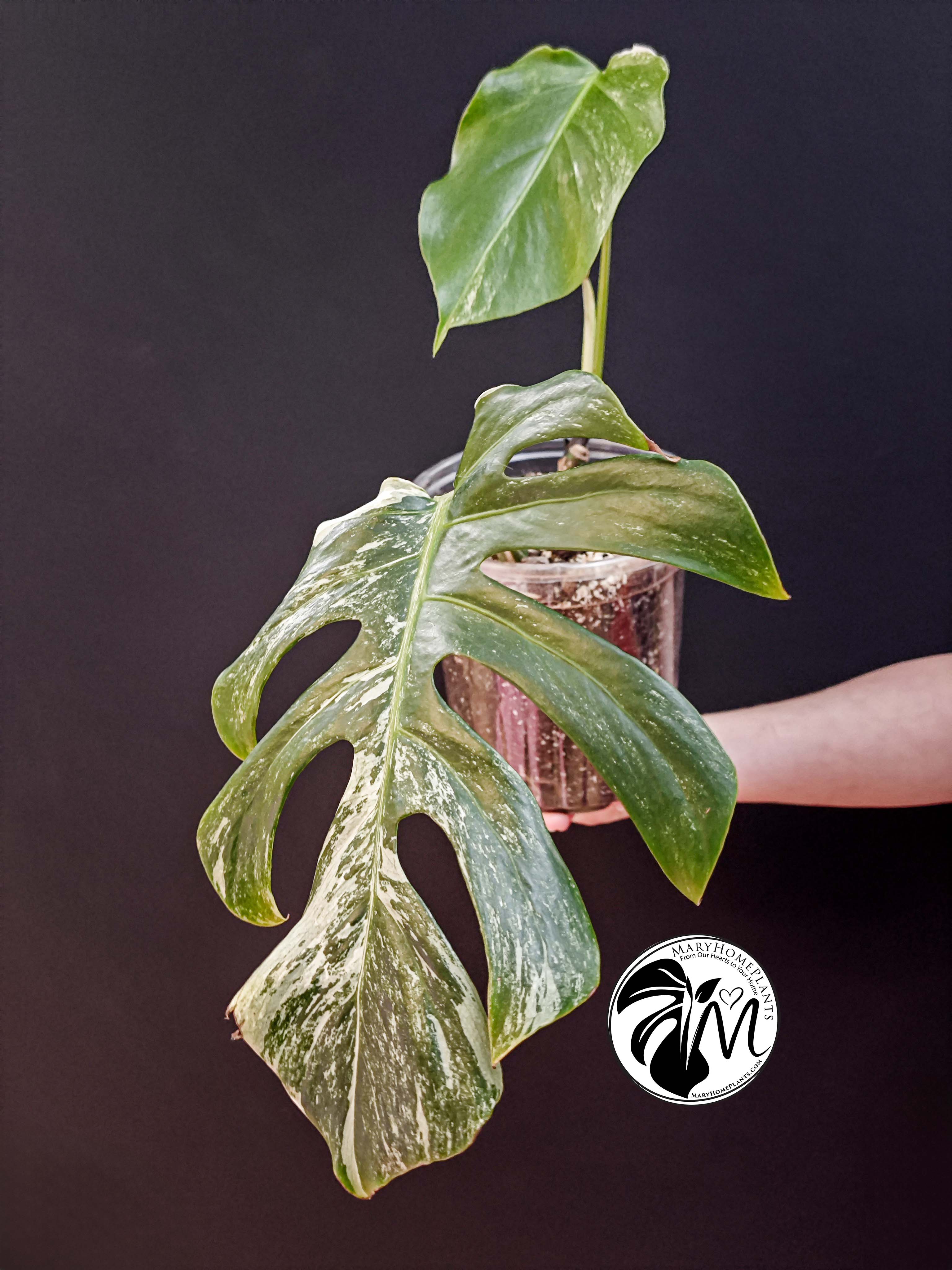 monstera variegated albo cheese (copy)
