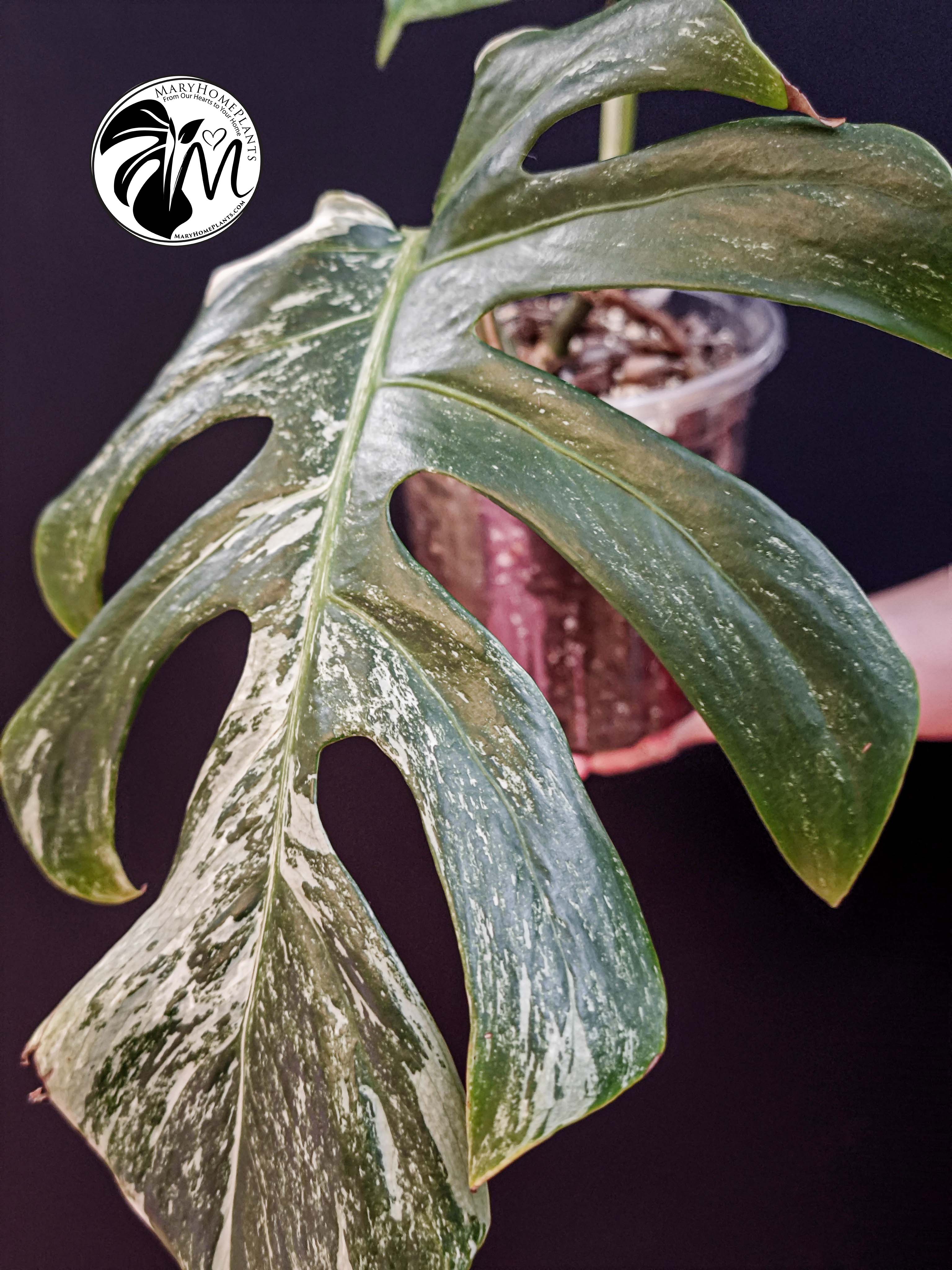 monstera variegated albo cheese (copy)