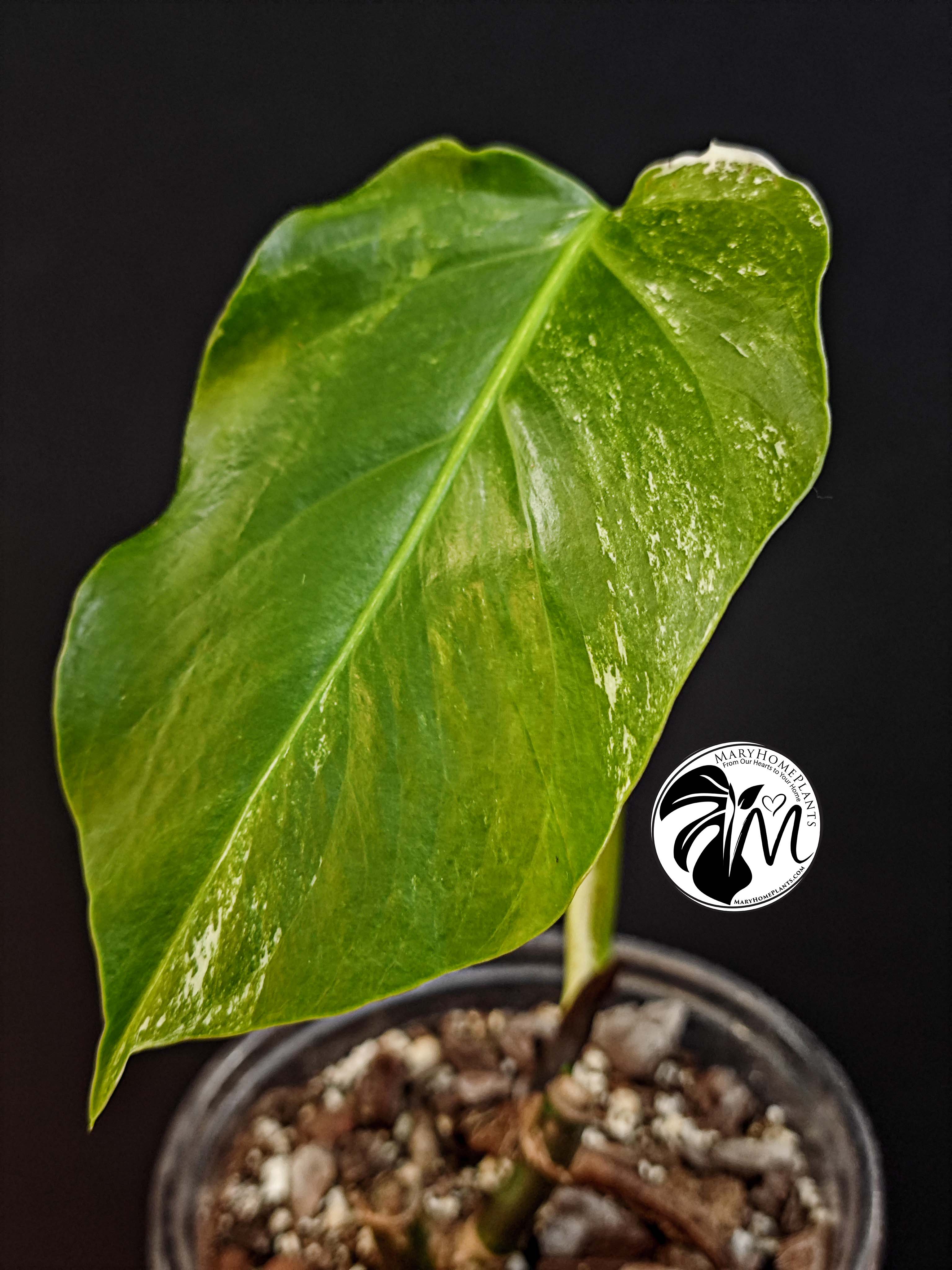 monstera variegated albo cheese (copy)