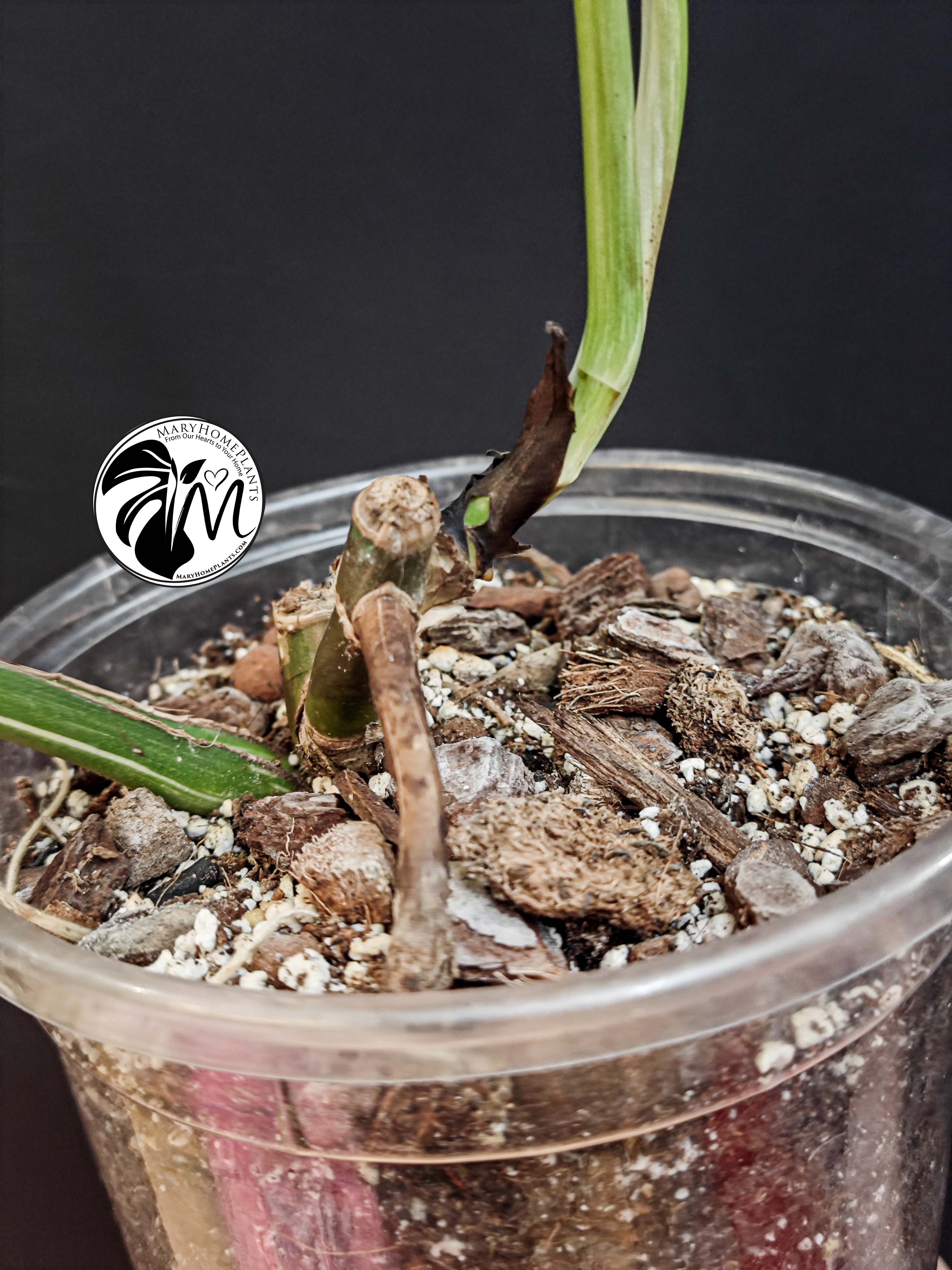 monstera variegated albo cheese (copy)