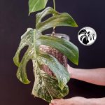 monstera variegated albo cheese (copy)