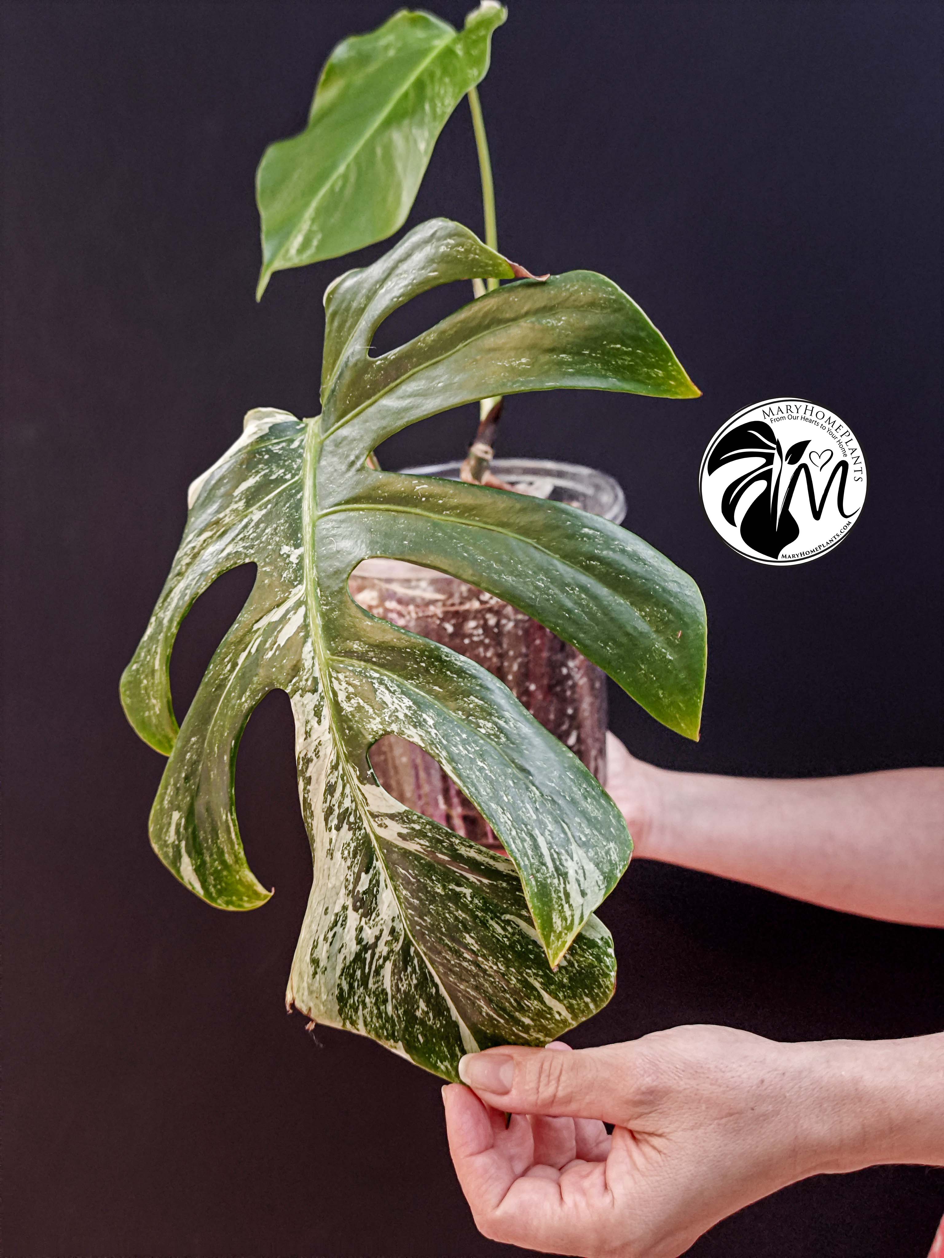 monstera variegated albo cheese (copy)