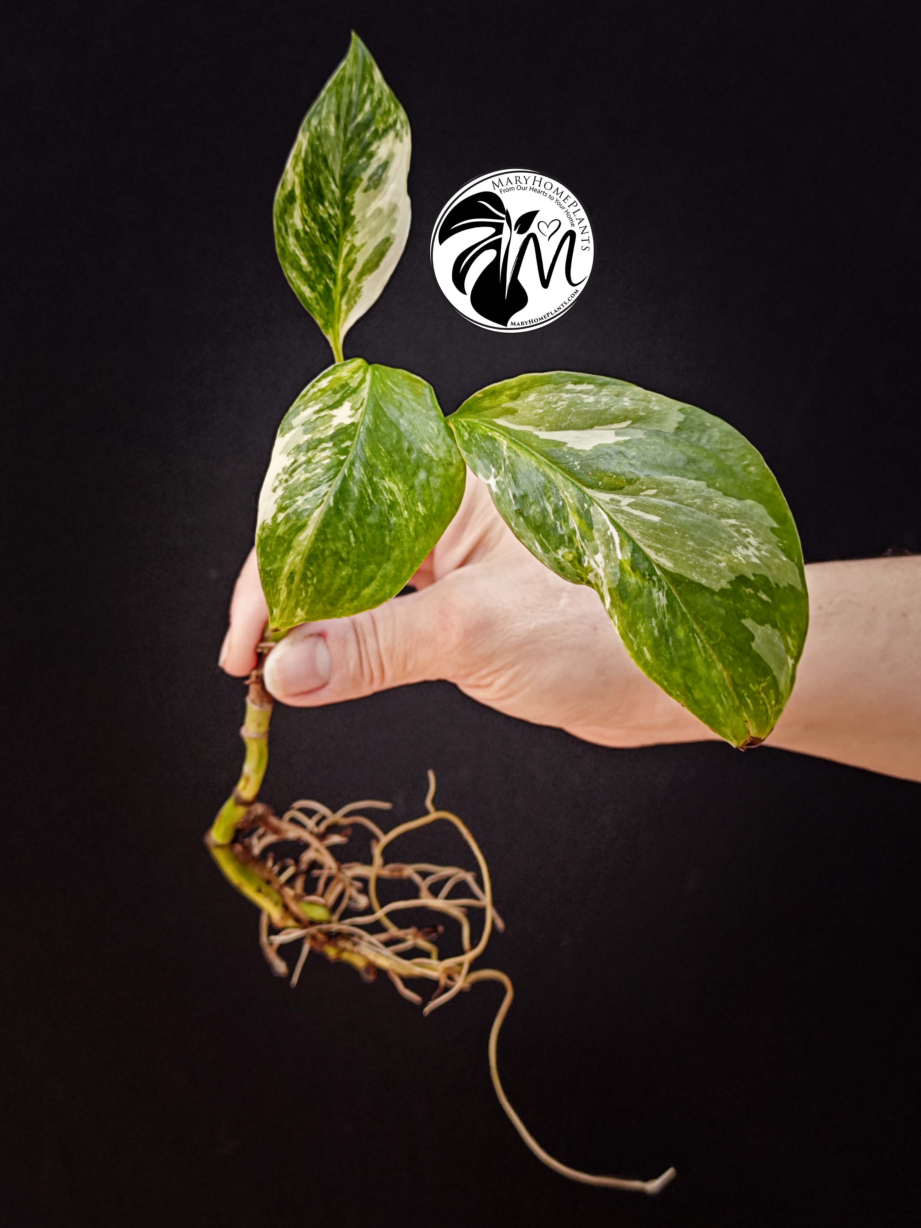 monstera albo lecheriana variegated