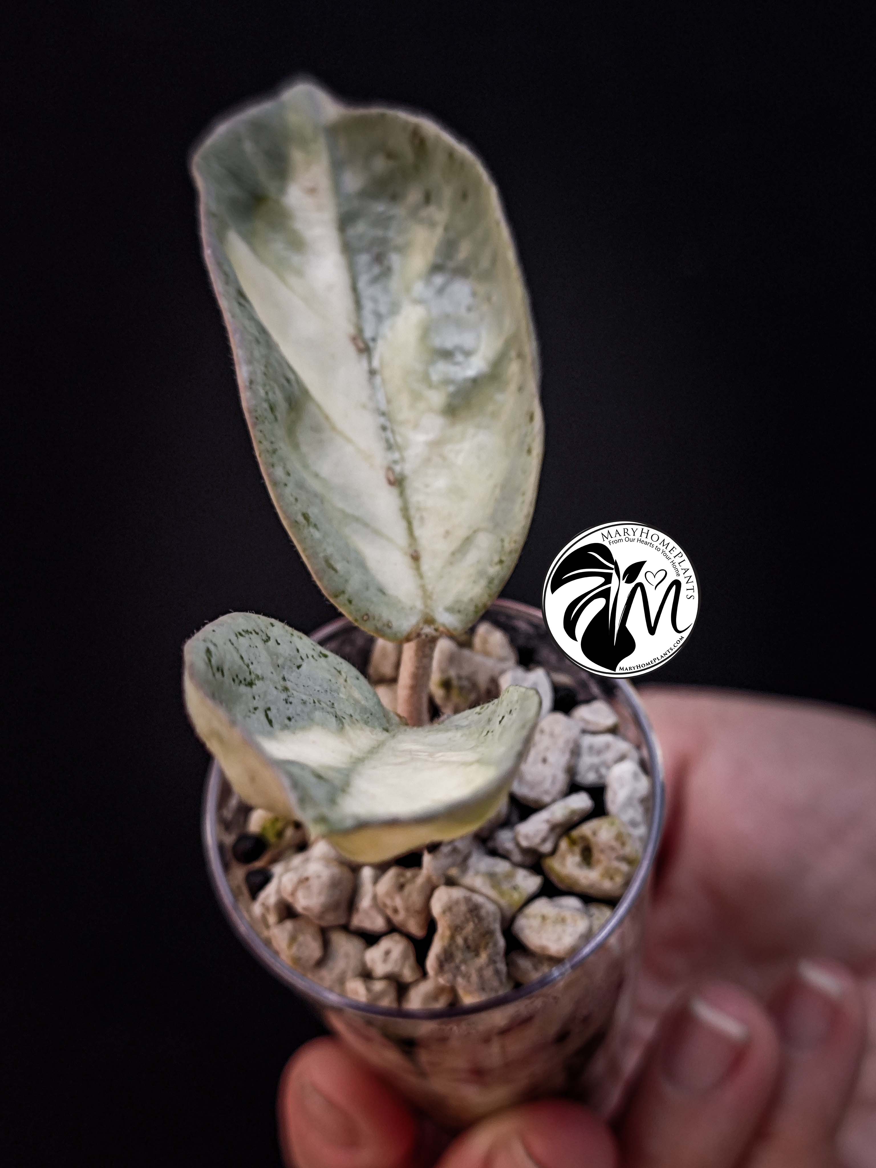 hoya argentea princess