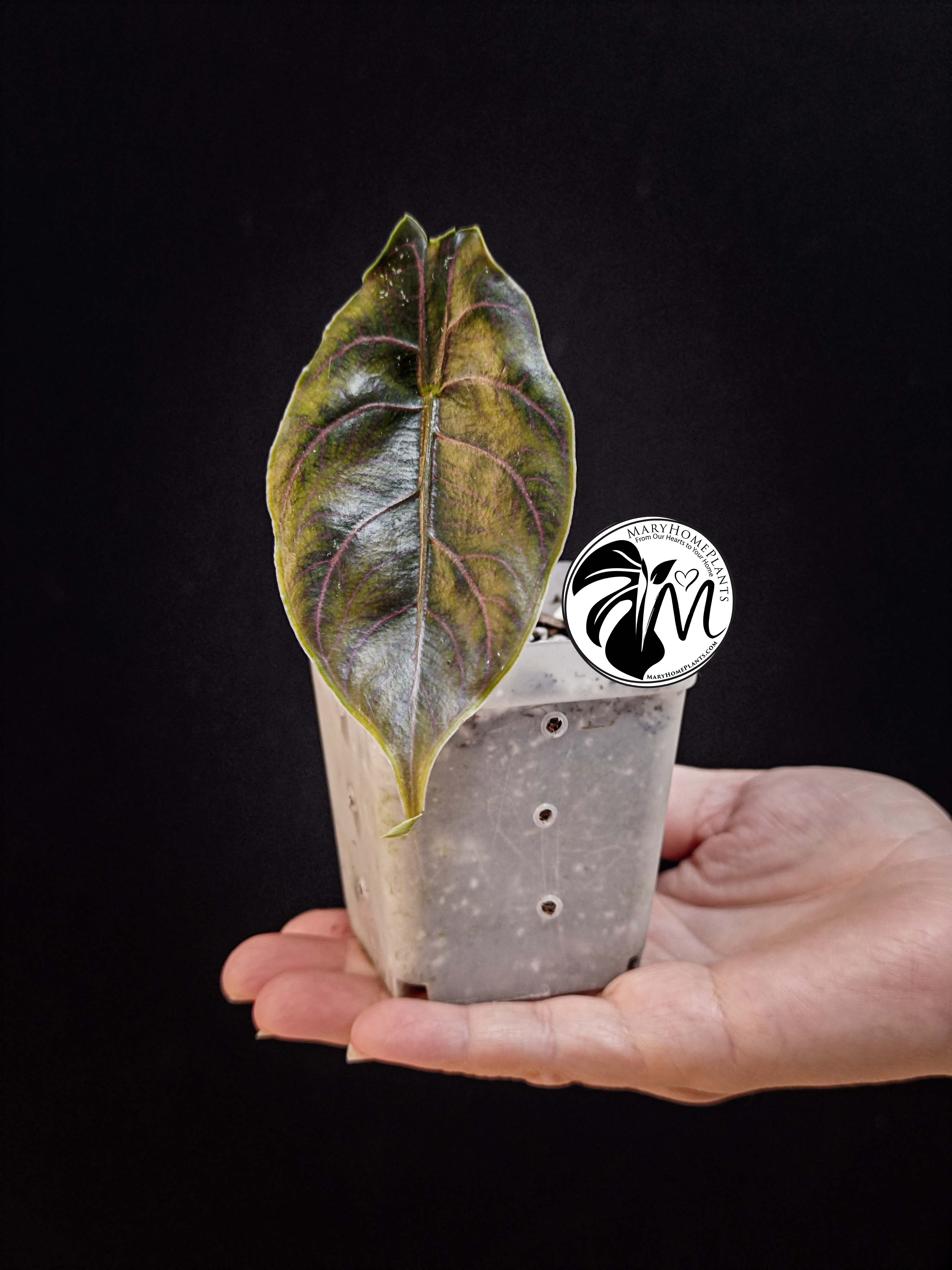 alocasia azlanii
