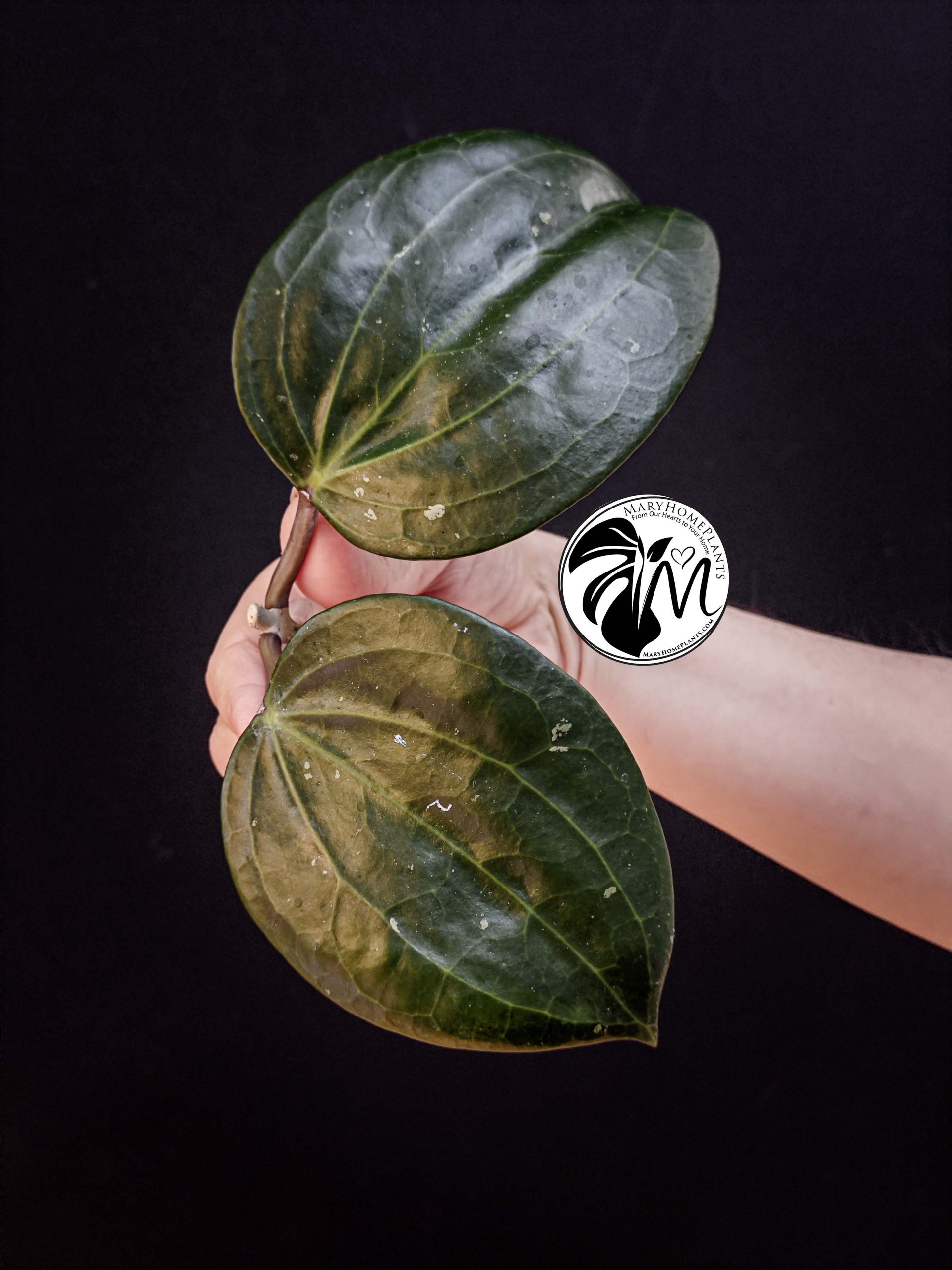 hoya latifolia dinner plate (copy)