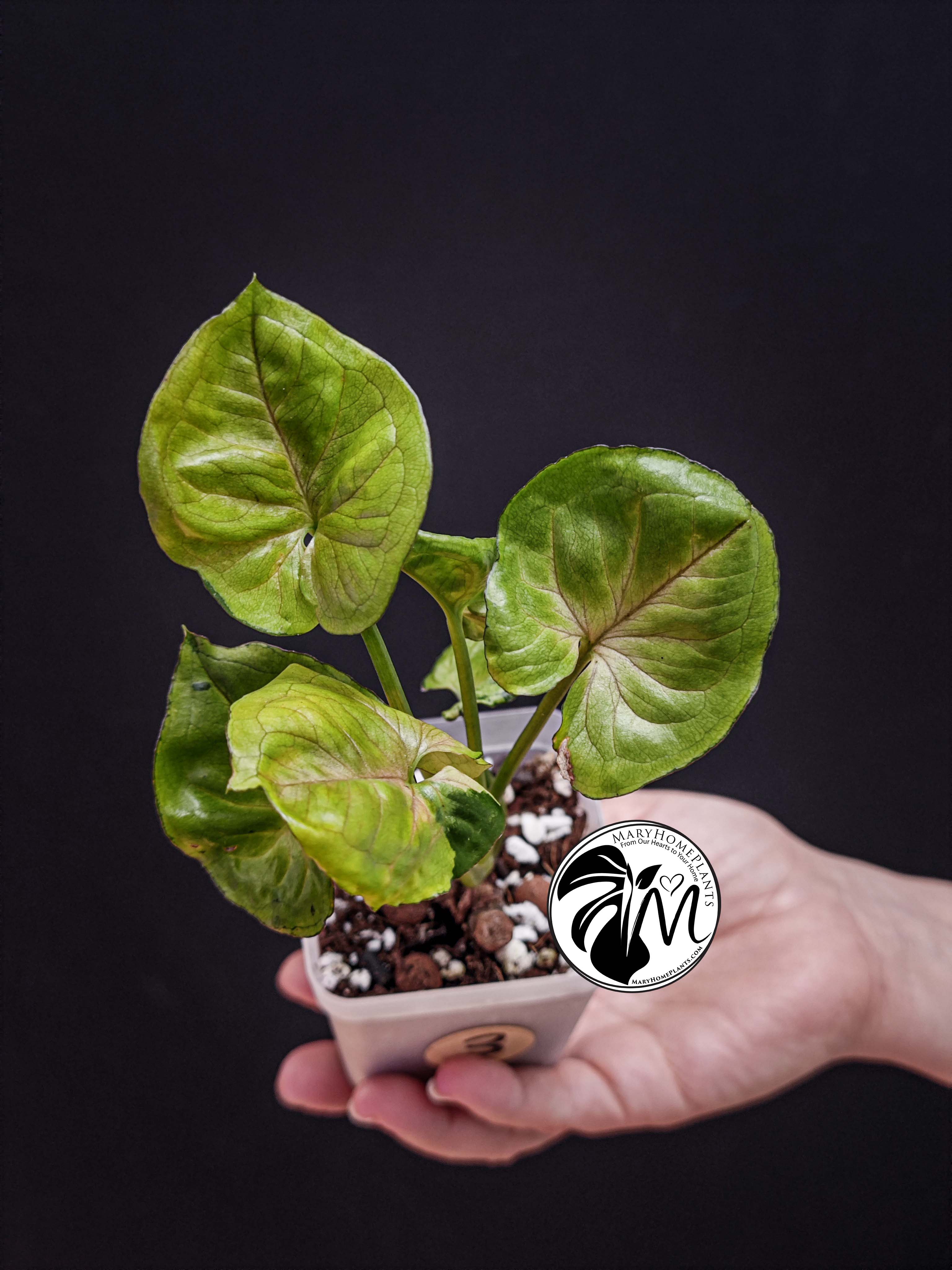 syngonium green splash (copy)