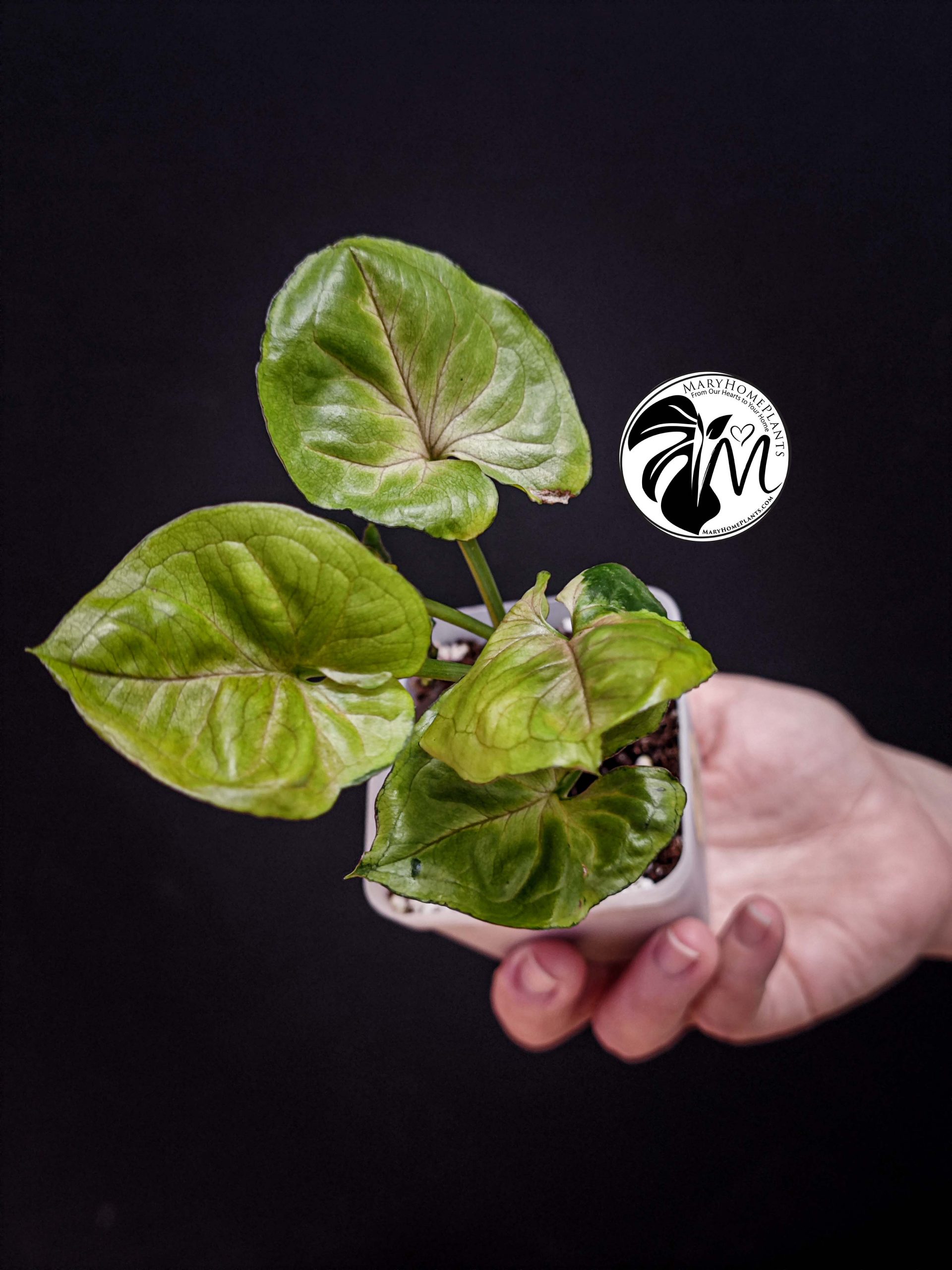 syngonium green splash (copy)