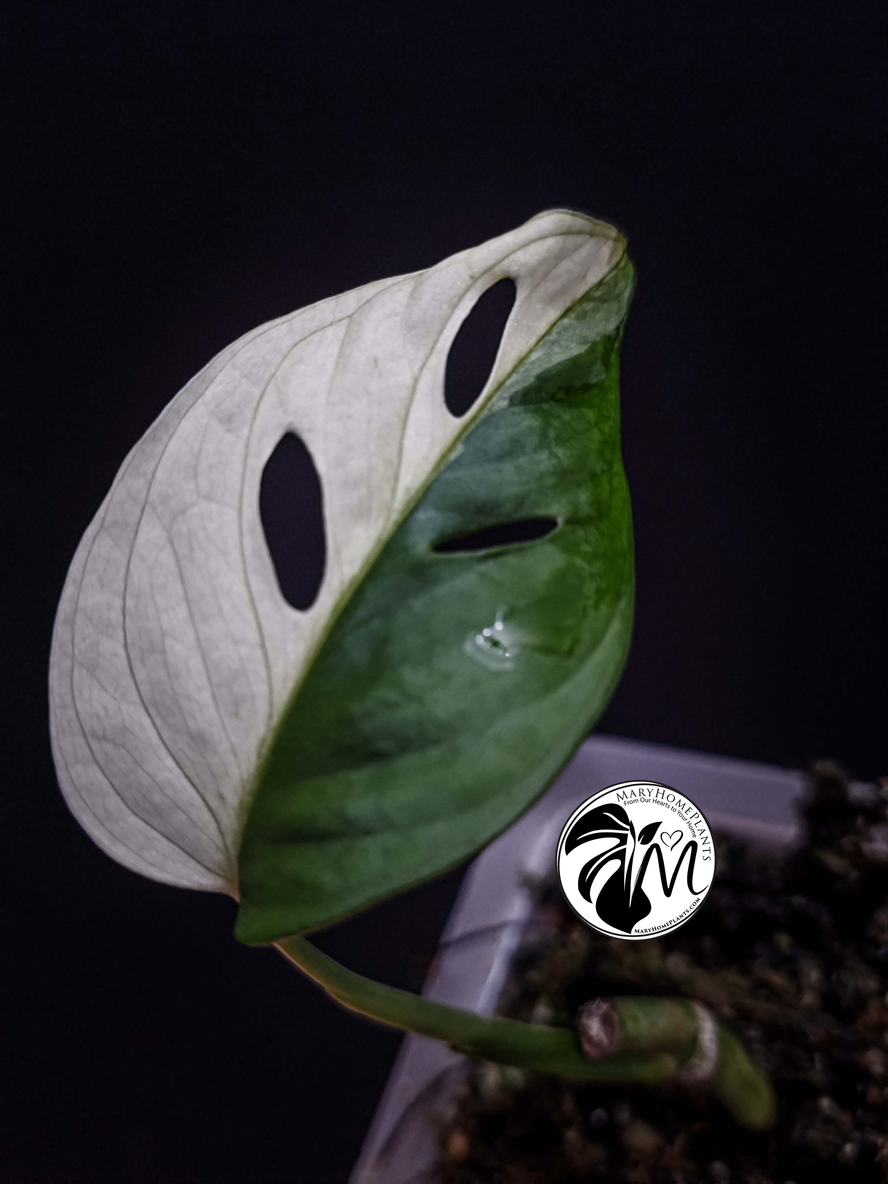 monstera adansonii albo variegated