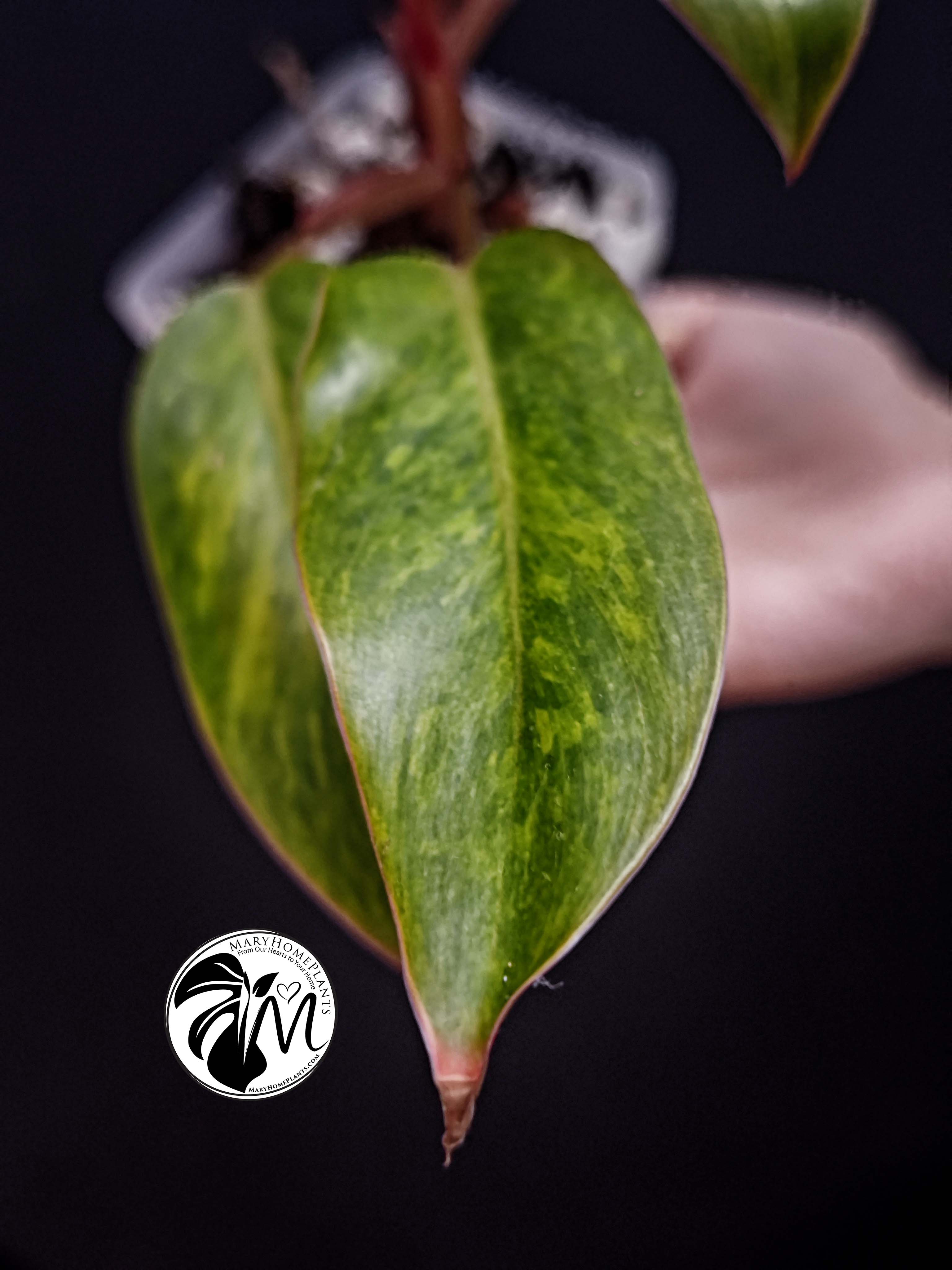 philodendron painted lady