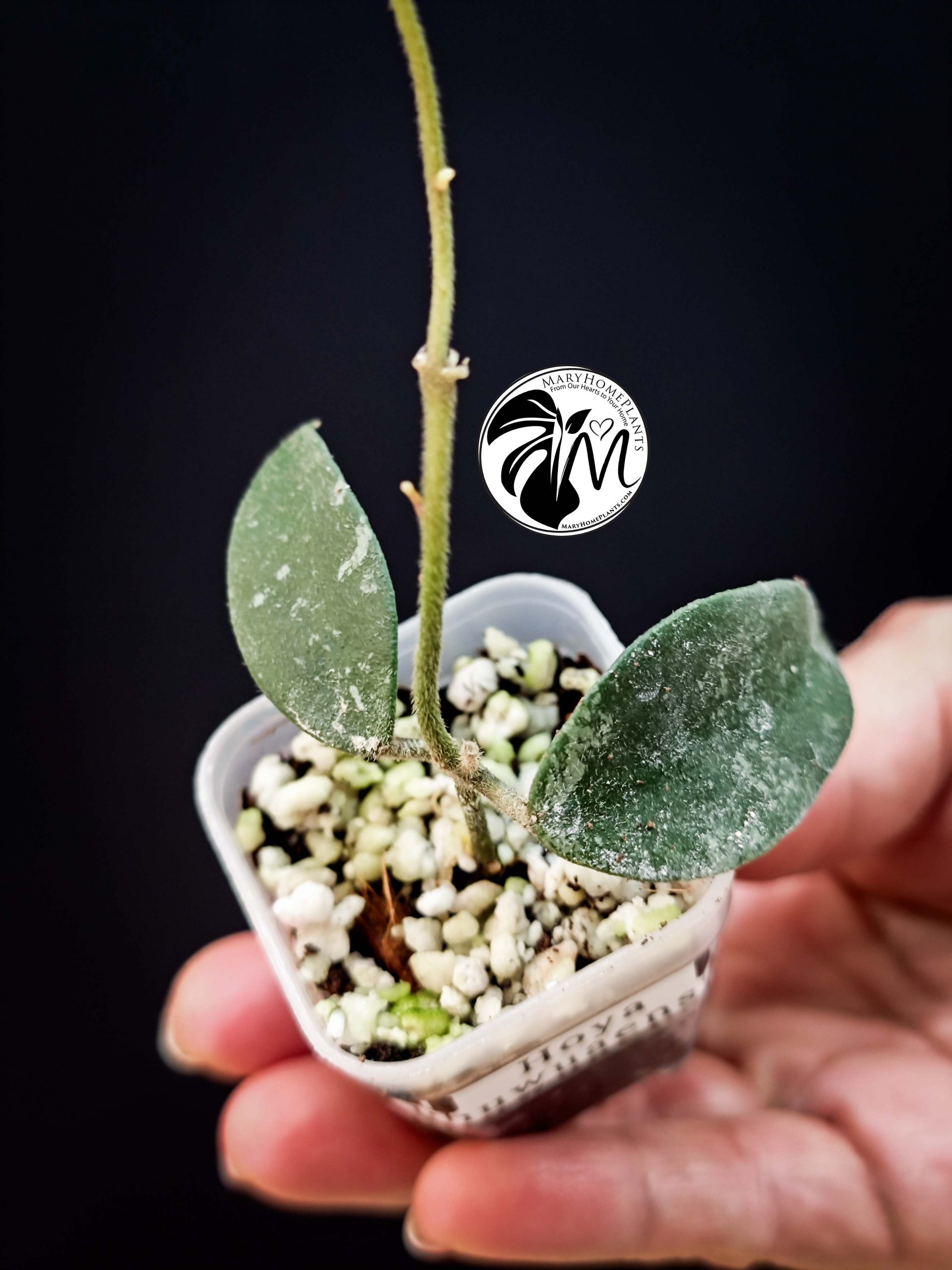 hoya phuwuaensis (copy)