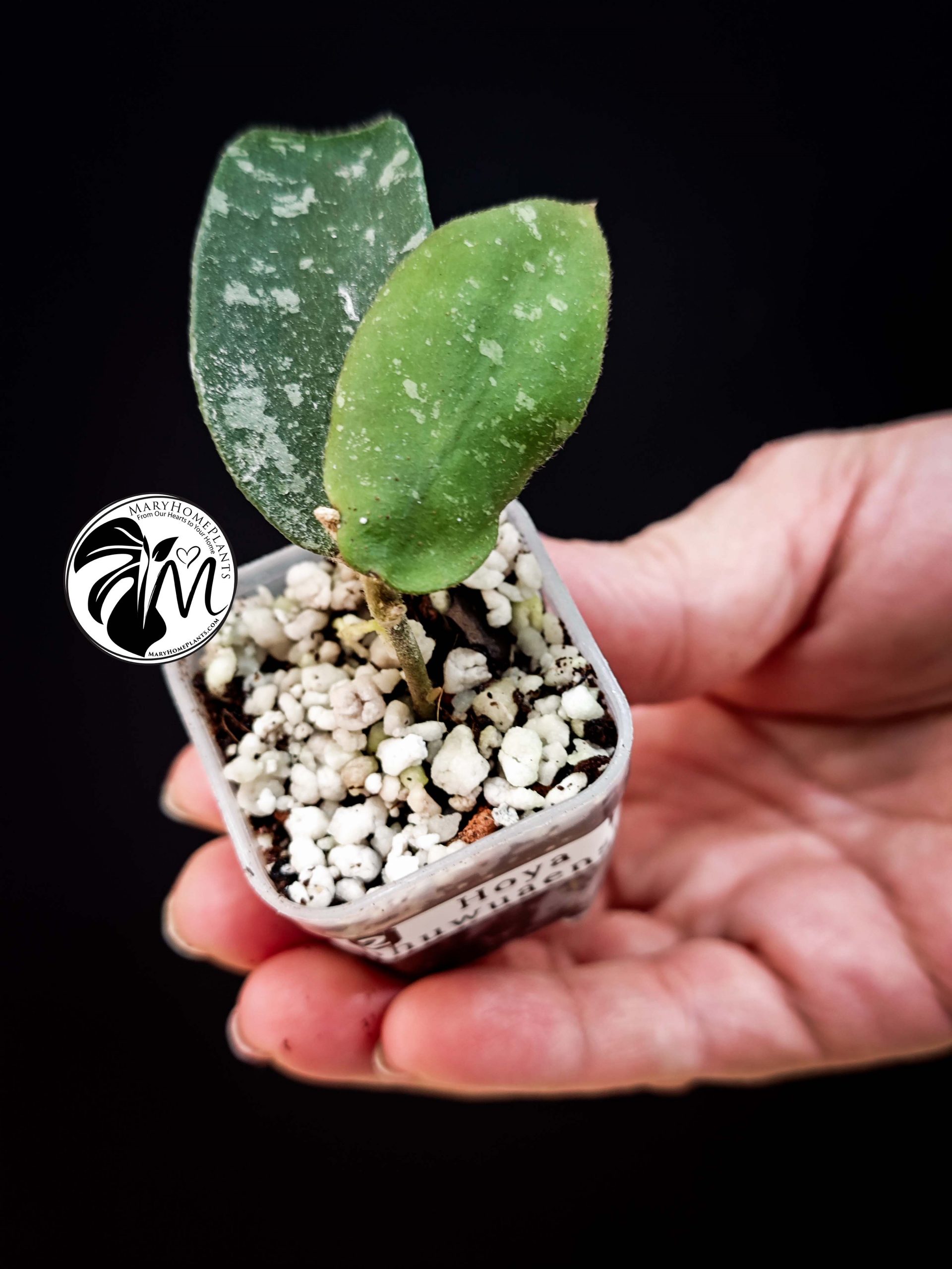 hoya phuwuaensis (copy)