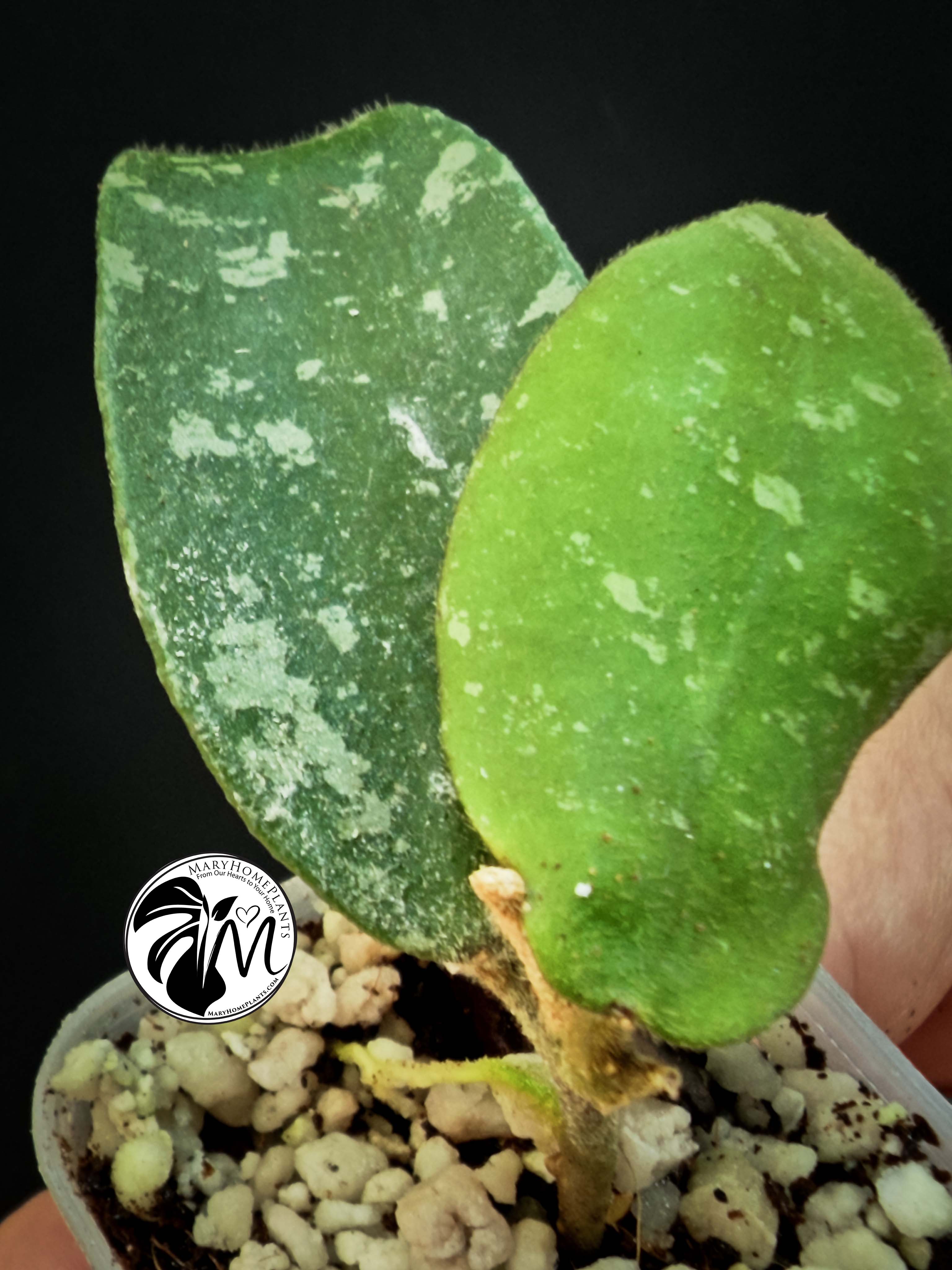 hoya phuwuaensis (copy)