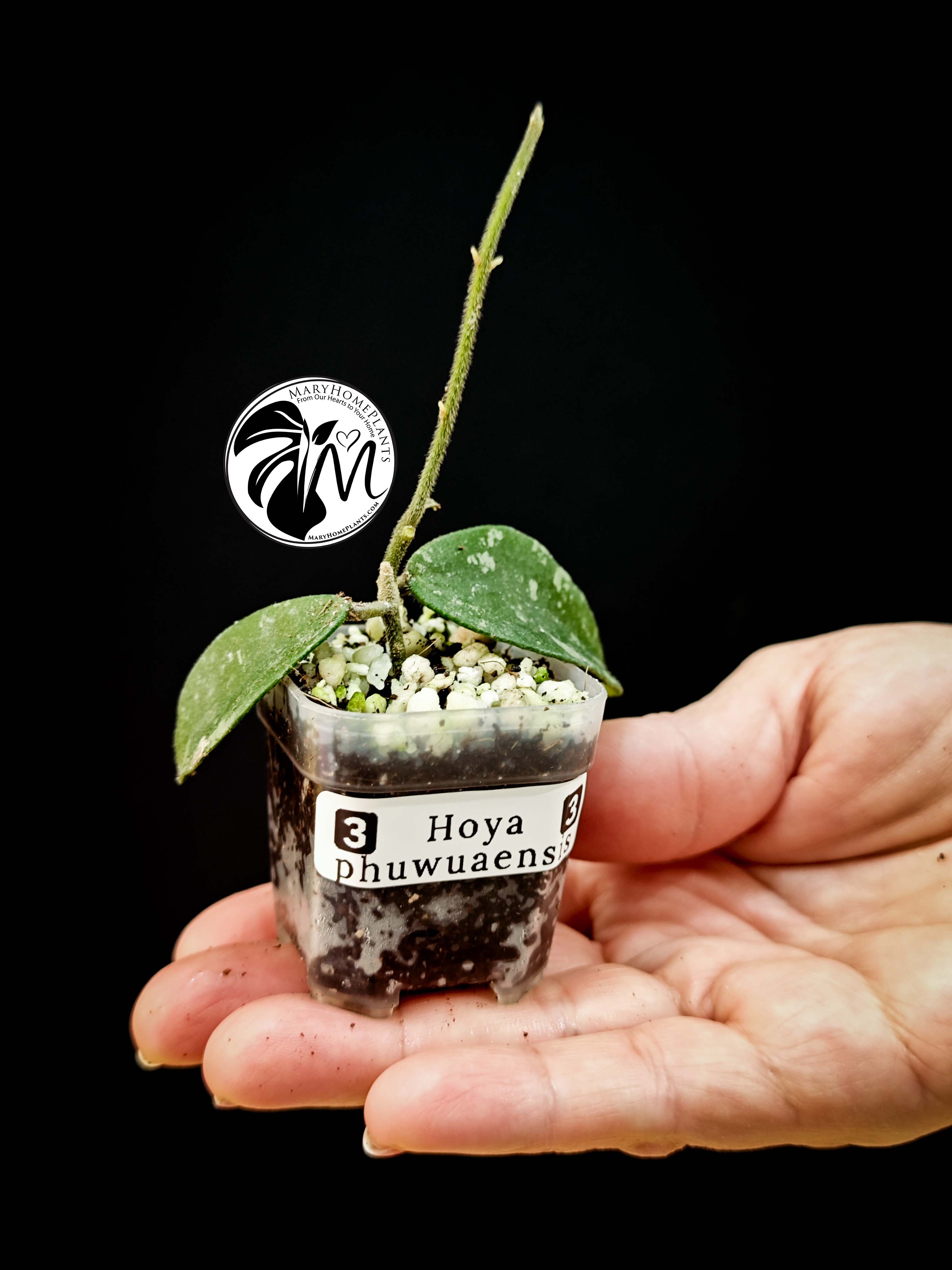 hoya phuwuaensis (copy)