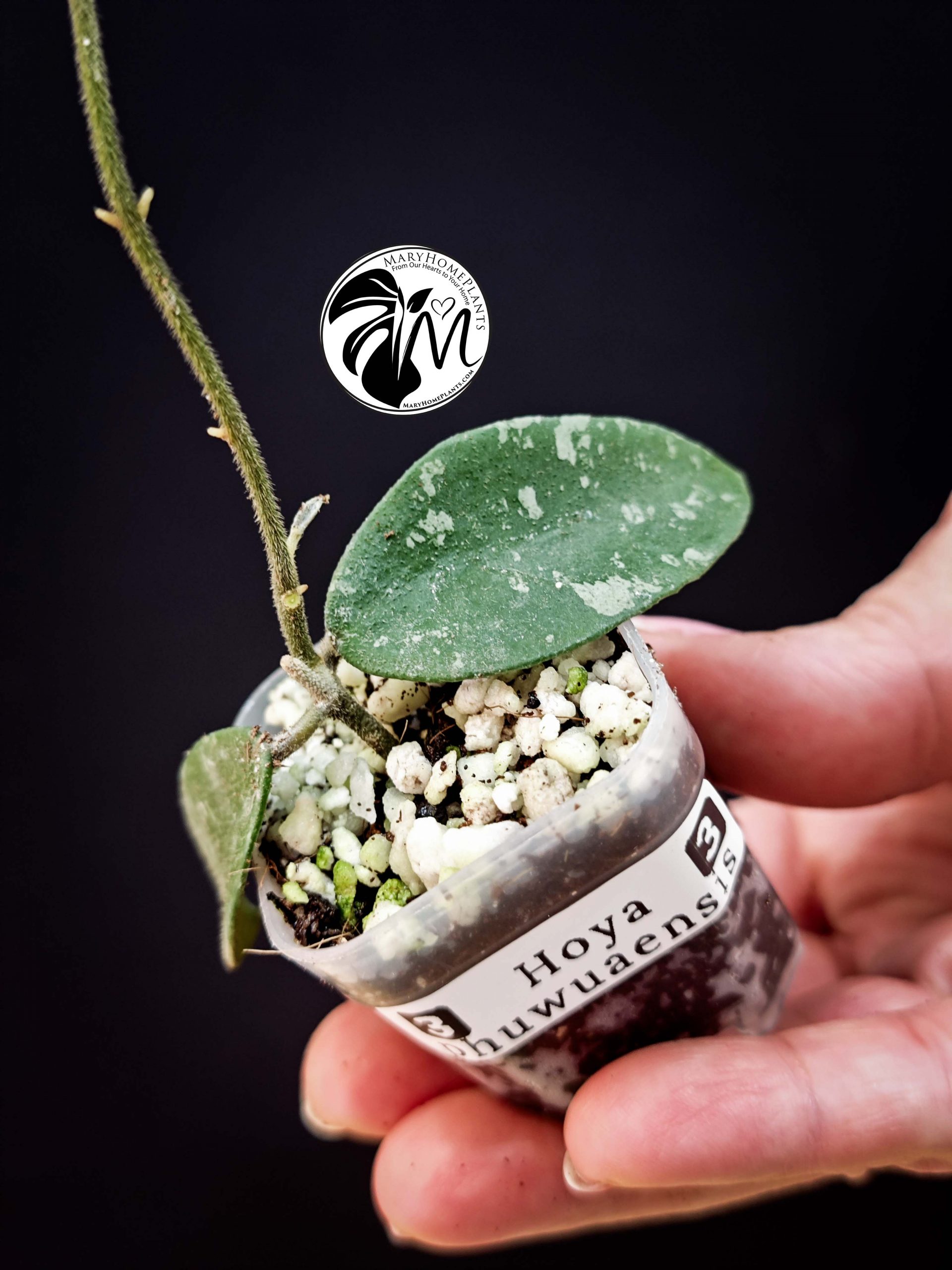 hoya phuwuaensis (copy)